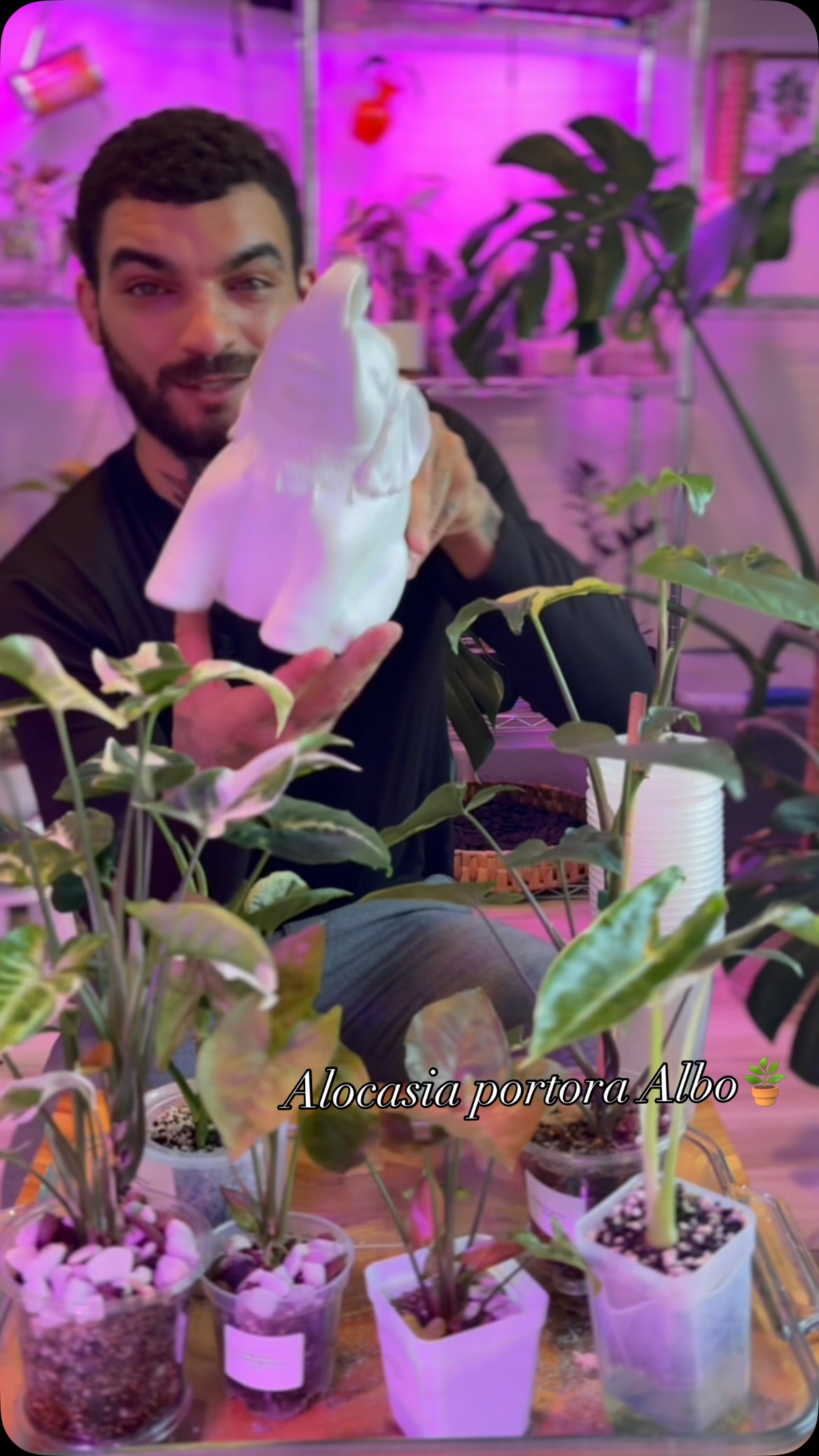 Propagation station: Alocasia portora albo🤩 some beautiful Syngonium plants also. 🪴💪🏽
Check out how I multiply my plants 😉
#alocasia #plants #plantcare #plantcaretips #albo
