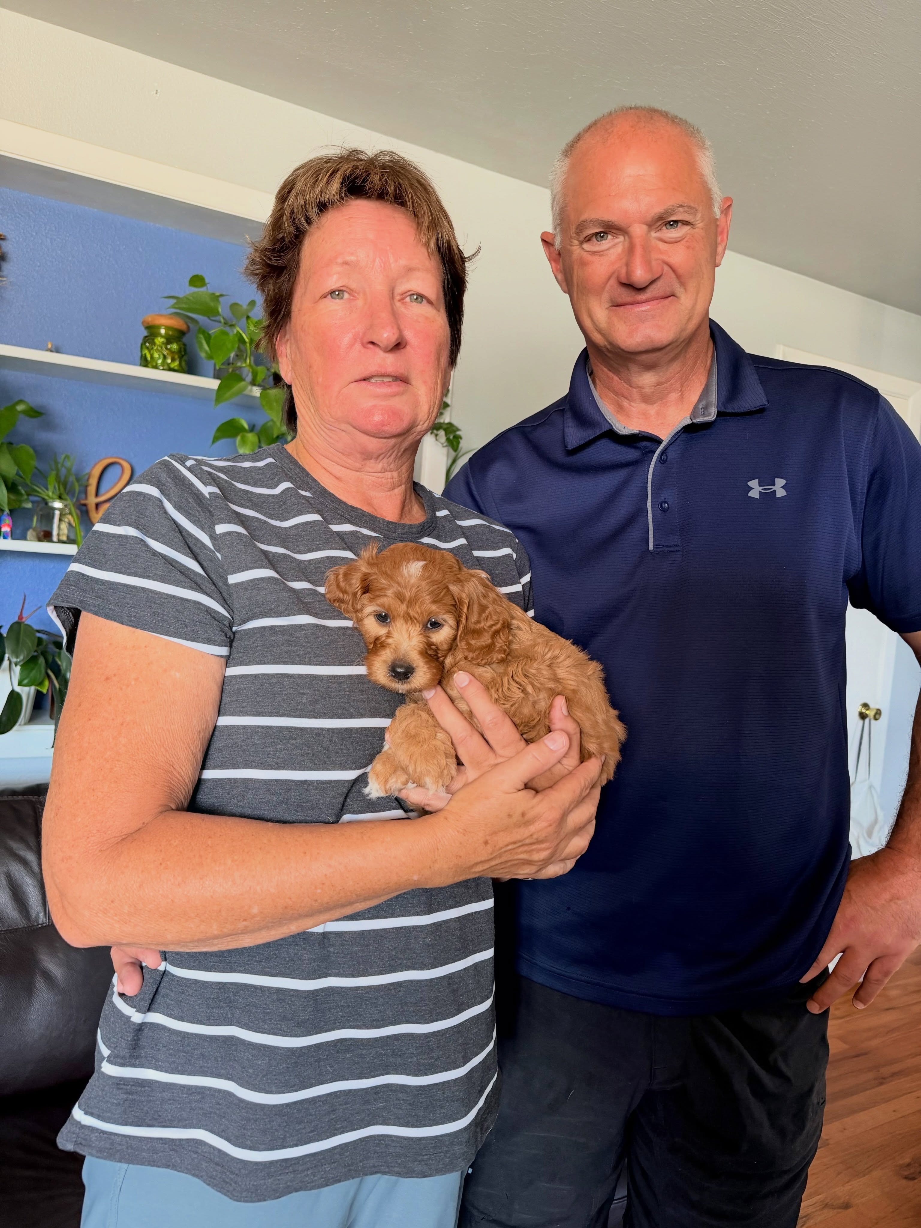 Liberty was selected by her family! #cavapoo