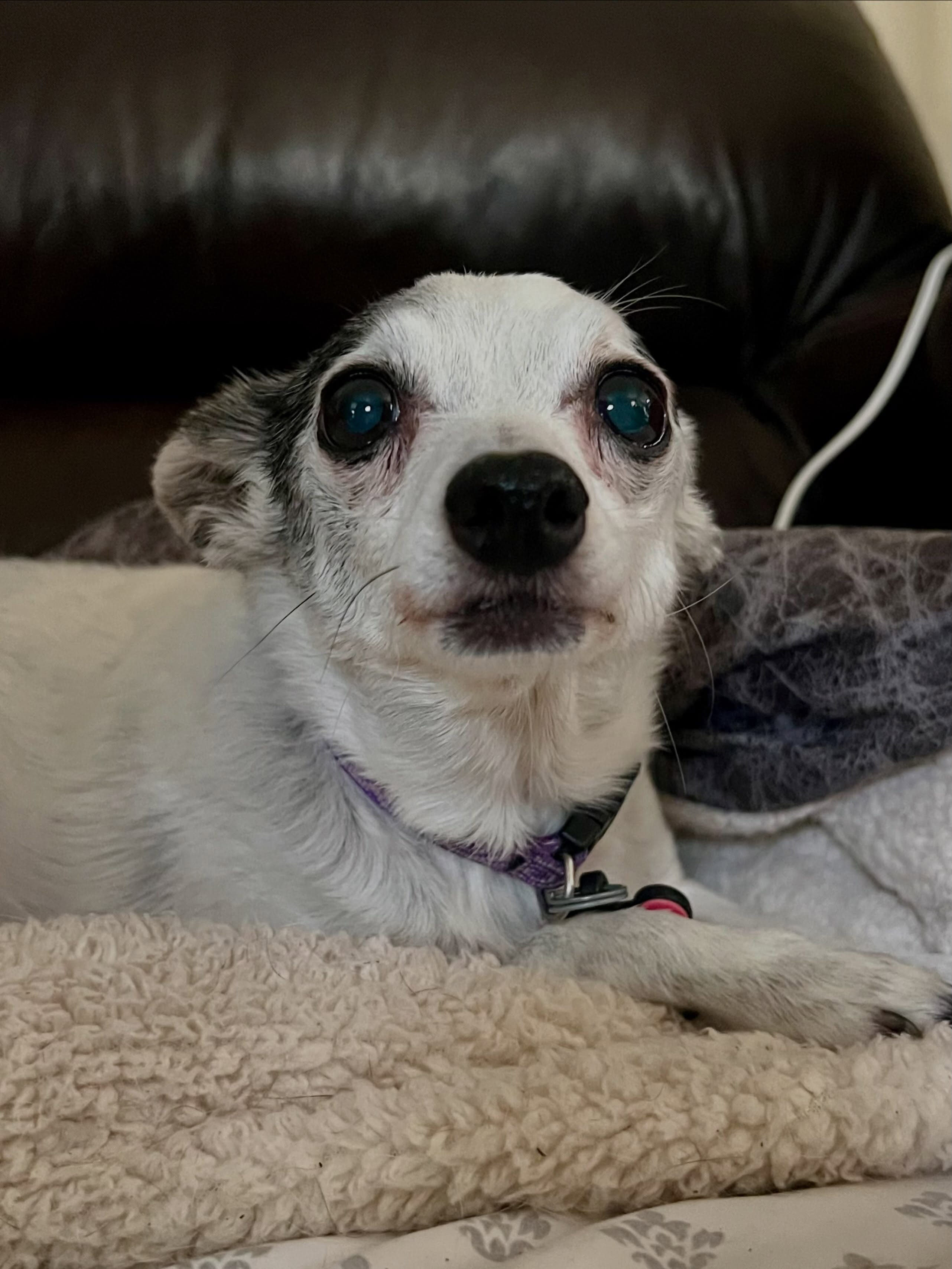 Hi Stella!!! Always so concerned ❤️ such a good girl #loveher #seniordog #seniordogsanctuary #seniordogrescue