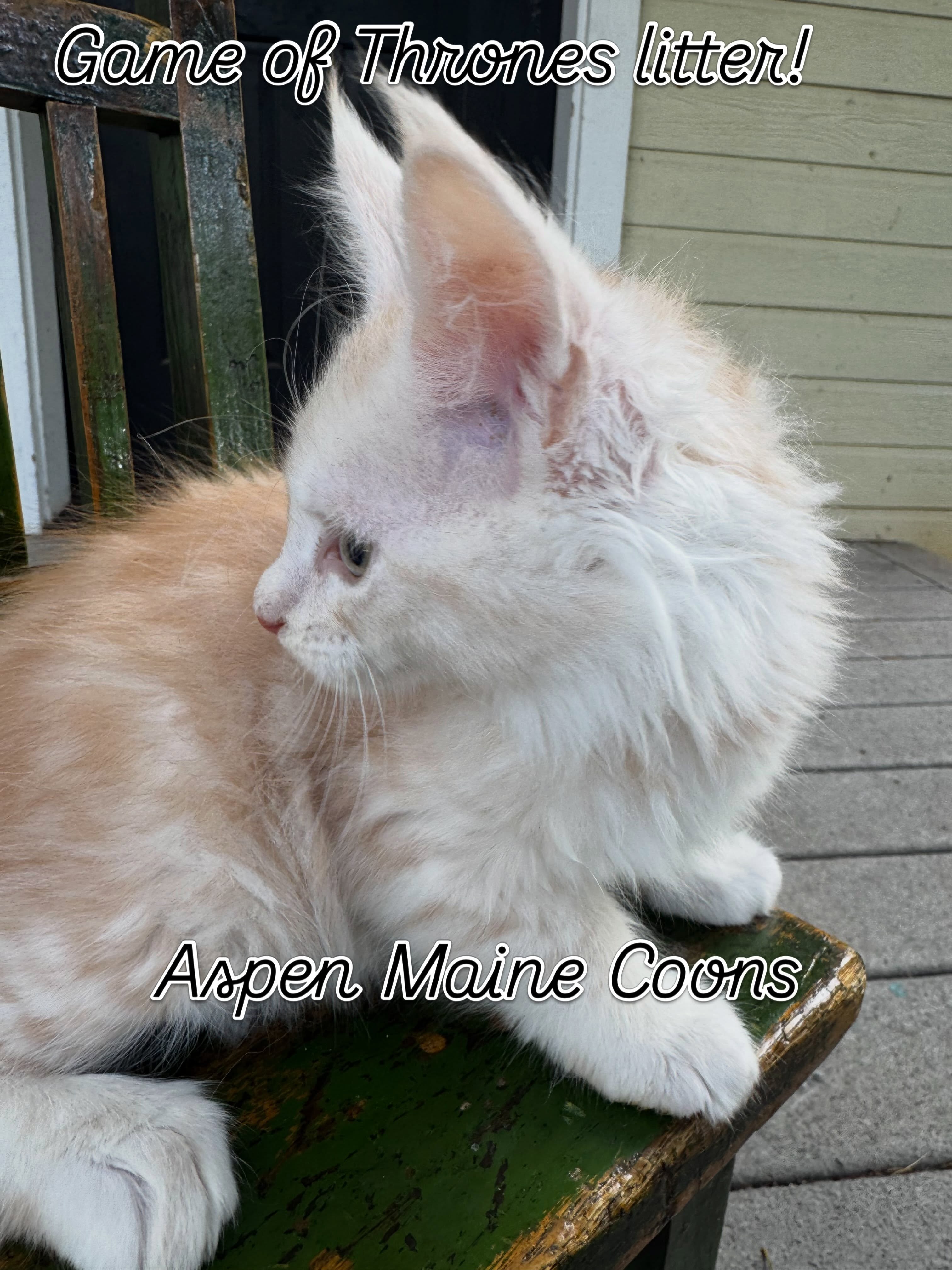 #mainecoonsofinstagram