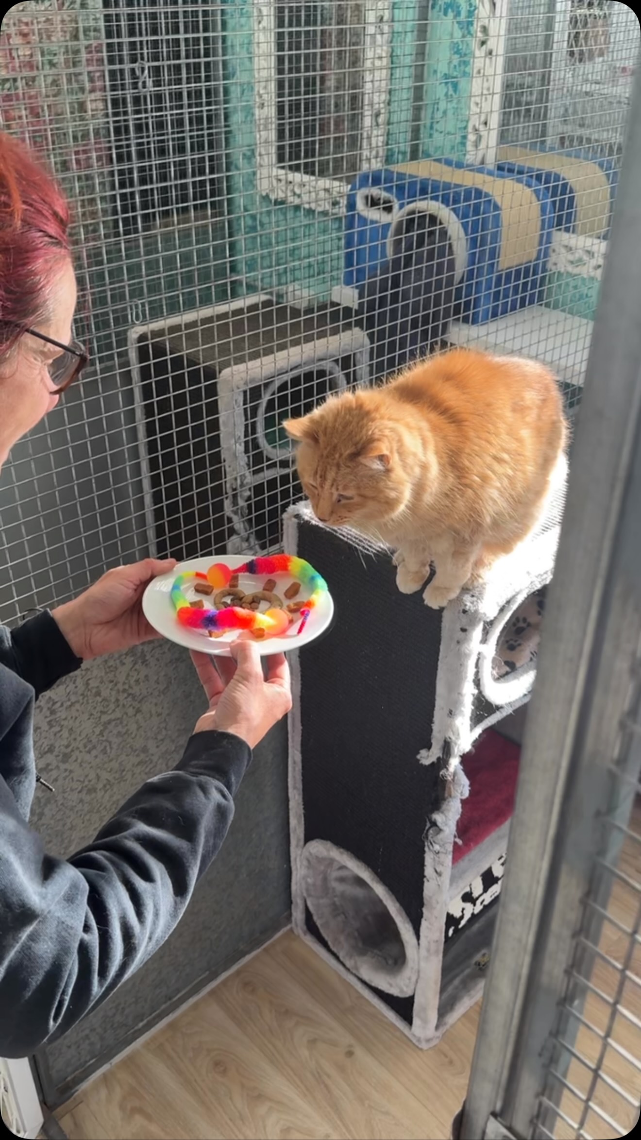Happy 19th Birthday to the little red legend Roget. You don’t look and behave like 19 at all. Thank you for celebrating with us you true gentleman.
@theboardroomanthropologist - we didn’t forget! Of course not. The little man lived his birthday breakfast board
#CatBoarding #Cattery #PetResort #CatHotel #CatLovers