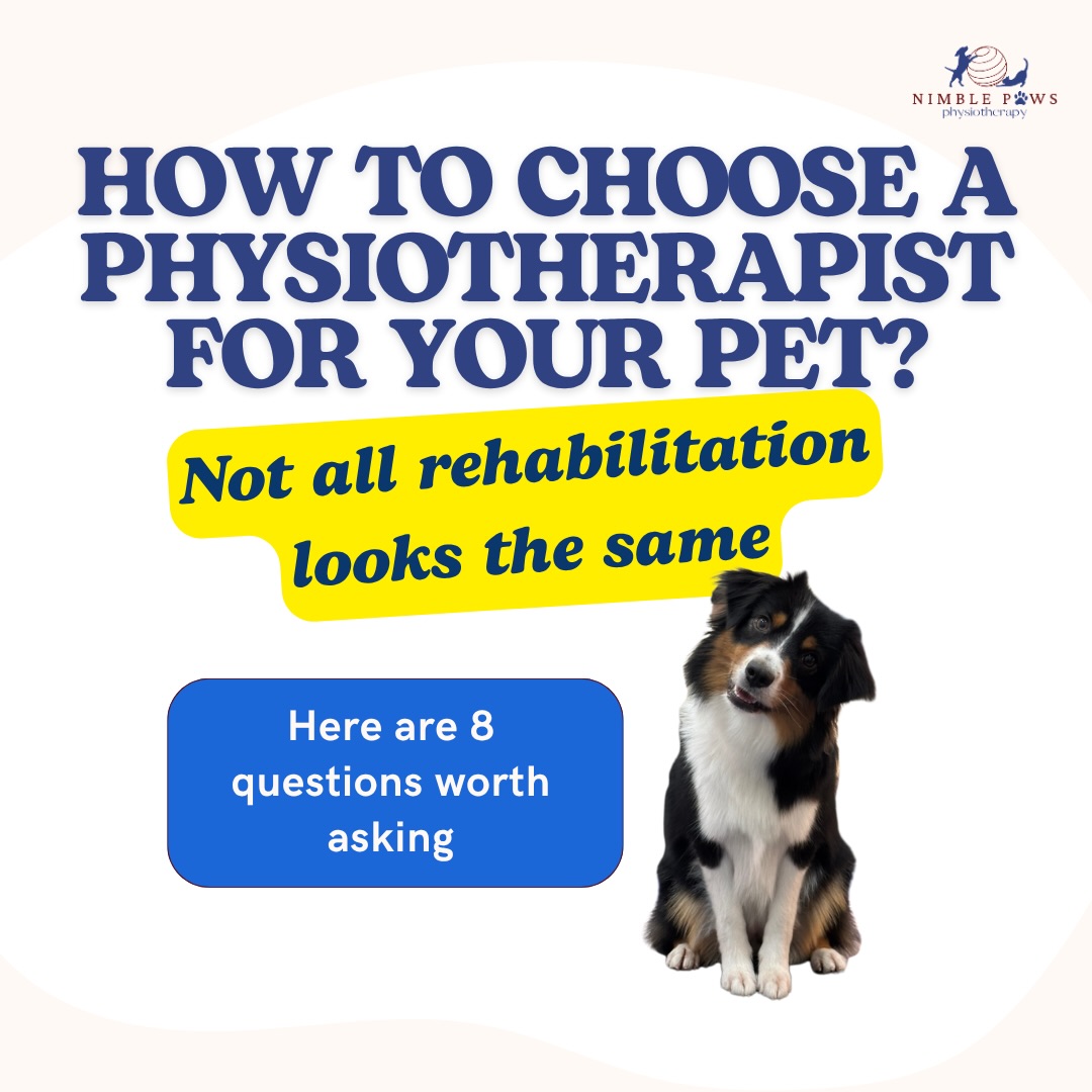 Choosing a physiotherapist for your pet can feel overwhelming,
especially when different clinics and practitioners
may have very different training backgrounds and approaches.
A good place to start is by asking simple questions:
- Who is treating your pet?
- What are they trained in?
- How will your pet be assessed?
- Why is a particular treatment being recommended?
- How will you know if things are progressing?
Rehabilitation should be based on your pet
as an individual,
with clear goals,
appropriate reassessment,
open communication
and a plan that changes as your dog does.
The right questions can help you better understand the care your dog is receiving
and the team supporting them through rehabilitation. 🐾
#nimblepaws #movementmatters #caninerehab #dogphysio #sgdogs