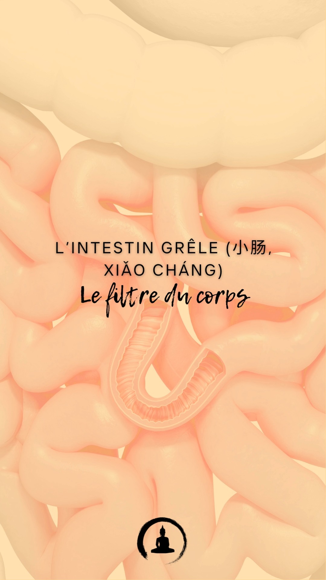 L’Intestin Grêle (小肠, Xiǎo Cháng) : Le filtre du corps
En médecine chinoise, l’intestin grêle joue un rôle crucial en séparant le pur (essence des aliments) de l’impur (déchets). Il travaille en collaboration avec d’autres organes pour soutenir l’énergie vitale.
🔸 Rôles principaux :
Absorption des nutriments pour nourrir le corps.
Élimination des impuretés vers le gros intestin et la vessie.
🔹 Signes de déséquilibre de l’intestin grêle :
Douleurs abdominales ou digestion lente.
Selles irrégulières ou crampes.
🔹 Conseils pour harmoniser l’intestin grêle :�1️⃣ Mangez des aliments faciles à digérer comme les soupes et bouillons.�2️⃣ Hydratez-vous avec de l’eau tiède tout au long de la journée.�3️⃣ Massez votre abdomen dans le sens des aiguilles d’une montre pour soutenir la digestion.
✨ Astuce bonus : Le point Tienshu (IG3) aide à réguler les fonctions de l’intestin grêle.