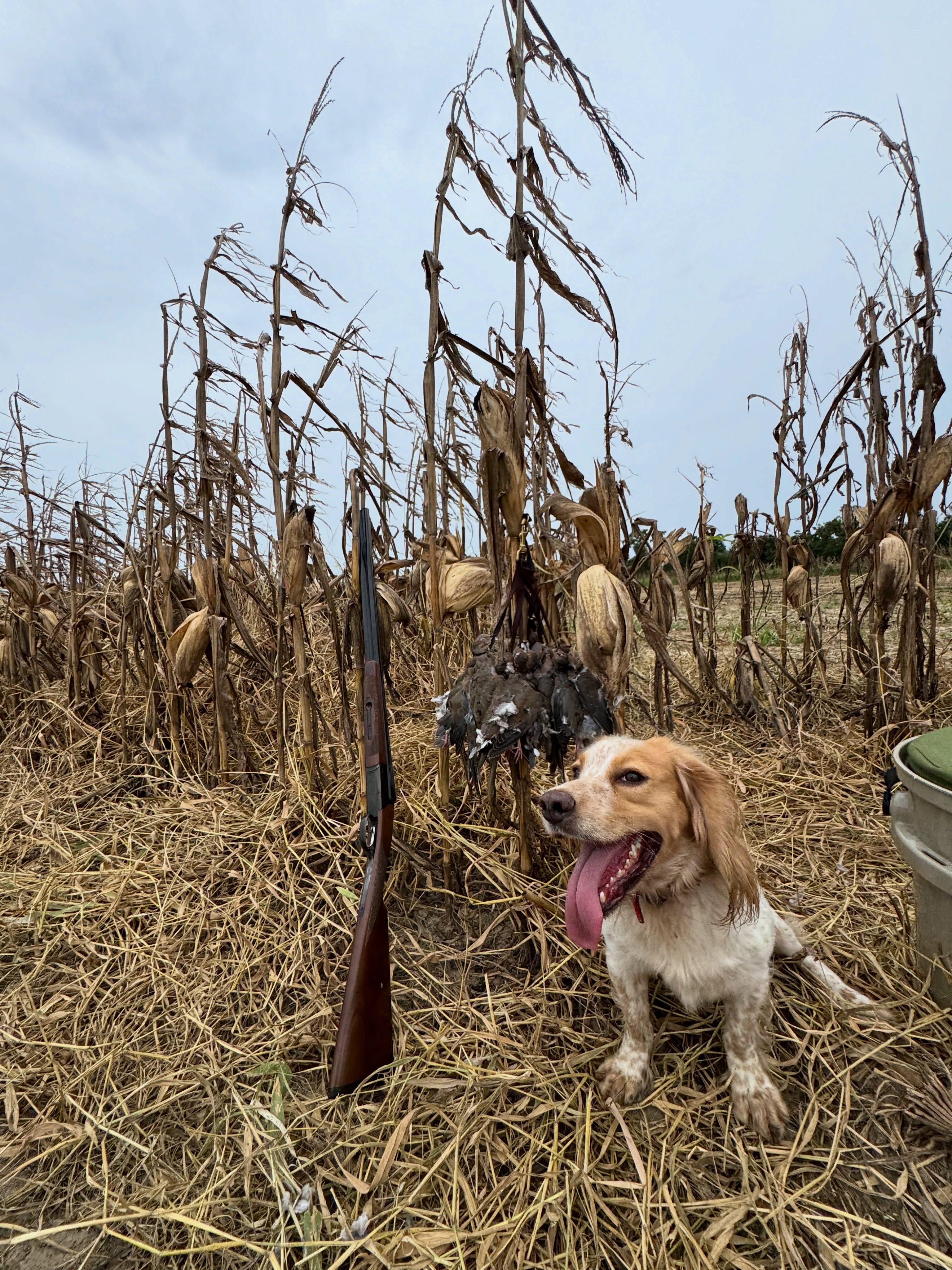 Georgia Dove Szn Opener🕊️
.
College Football & Shooting Grey Birds - Life is Good! We hope y’all stay safe & enjoy the Lord’s creation today!