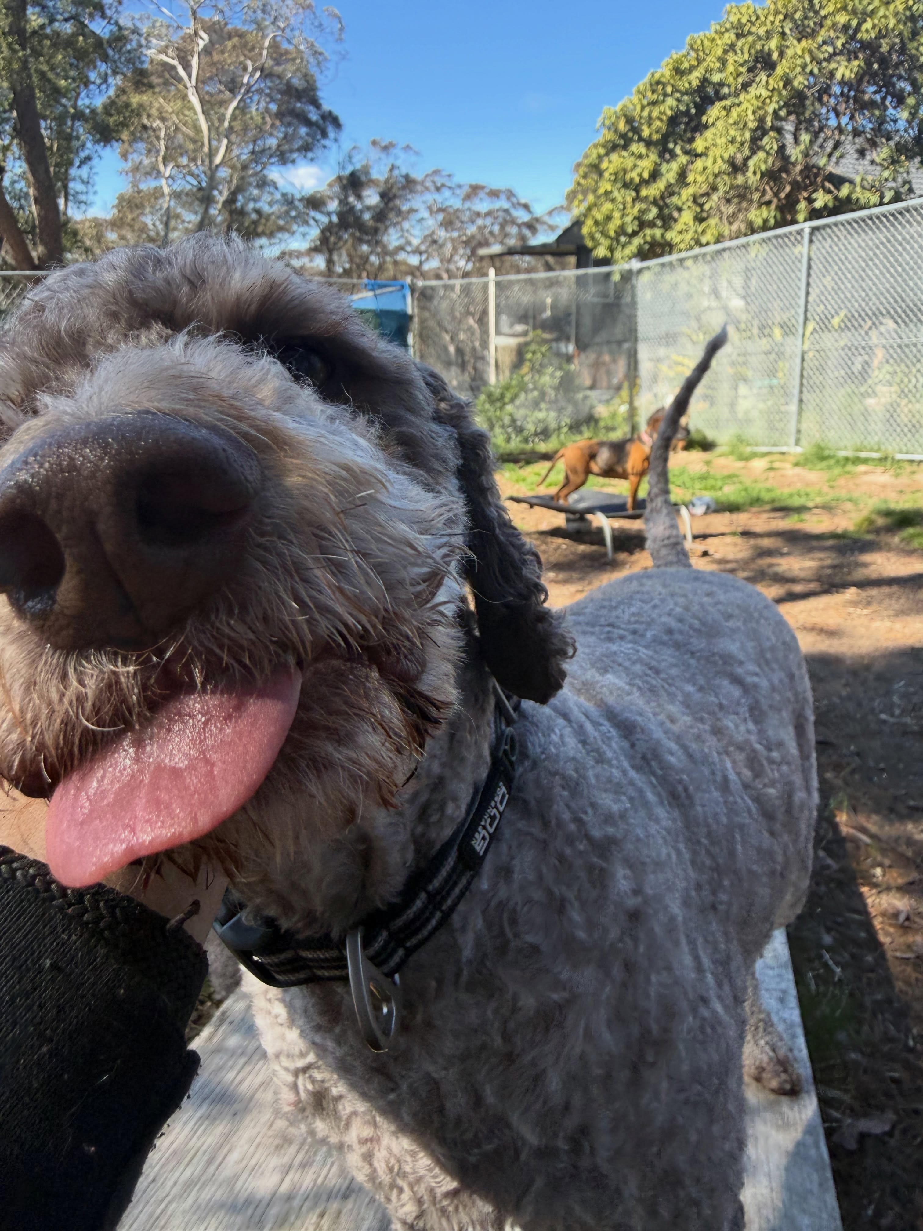 Just some Sunday vibes from our small dogs … and some that think they are that.
#DogBoarding #PetResort #DogHotel #DogLovers #HappyDogs