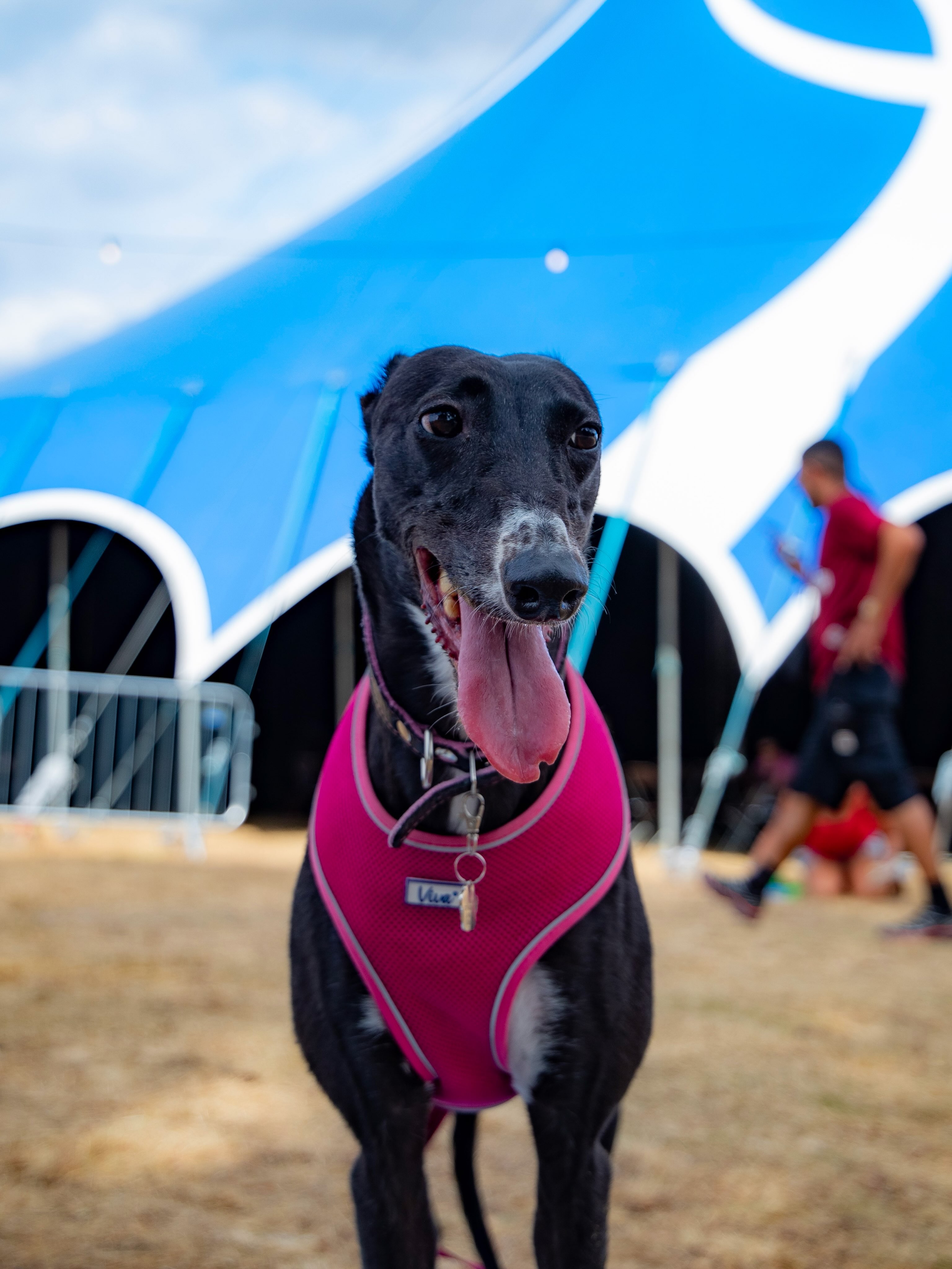 The dogs of VCO 2026 🐶🥰
🎫 Over 2250 pre-sale tickets for 2027 sold already 👉 Ticketpulse.co.uk/vco27
📸 Pics by @vegan_photographs_