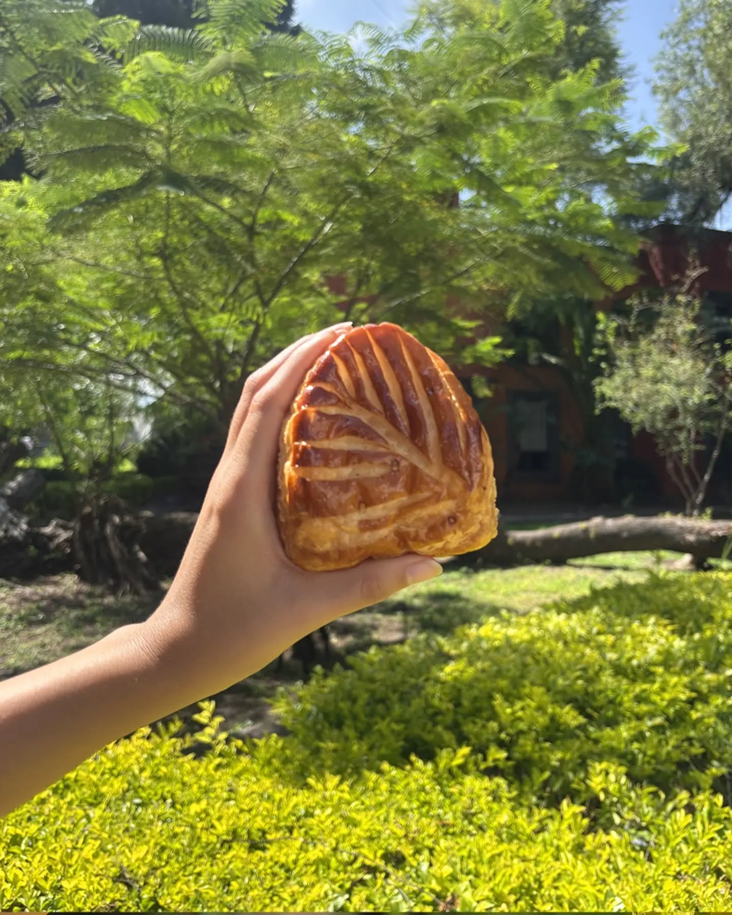 Este mes patrio es endulzado por el regreso de nuestra clásica empanada de guayaba. 💛😶🌫️
Un especial relleno con compota de guayaba que cocemos a fuego bajísimo para concentrar lentamente su sabor y envolvemos en un hojaldre crujiente y doradito.
El resultado es un balance memorable entre la fruta y la mantequilla, un dulzor ligero y equilibrado.
Una empanada sencilla y profundamente sabrosa.