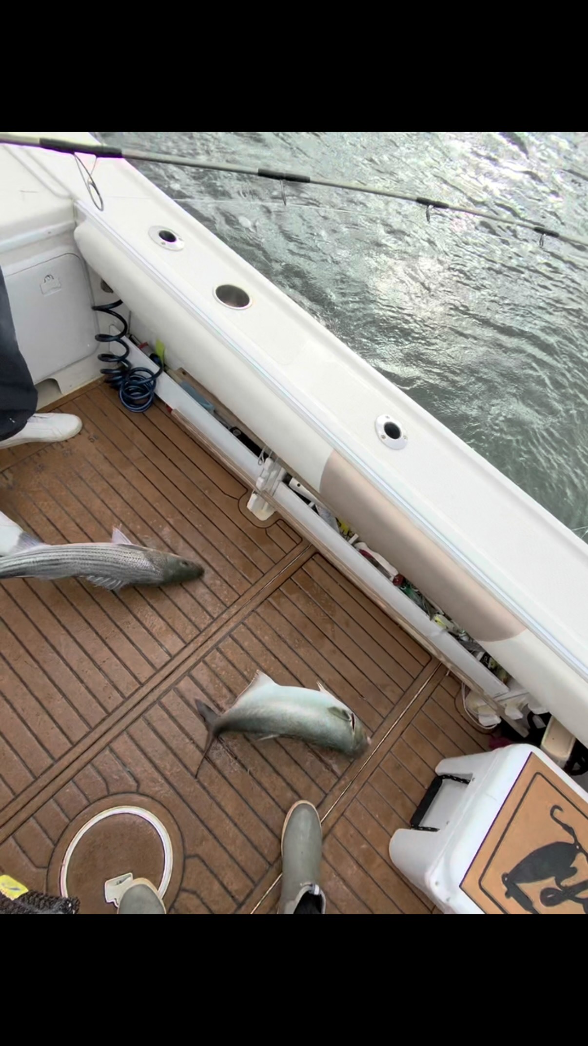 So THIS is what a bluefish looks like?! 😂🎣 Almost forgot what these guys looked like!
We finally landed our FIRST BLUEFISH OF THE SEASON today. Never thought we’d be this excited to see a blue hit the deck! 😂🔥
The fall run is shaping up to be something special, and the action is only going to get better from here. 🍂🎣
Don’t wait until the bite is on fire and the prime dates are gone book your fall charter with Bluefin Sound Charters before it’s too late #bluefinsoundcharters #newrochelleny #fallruniscomingquick #litetackle #fishing