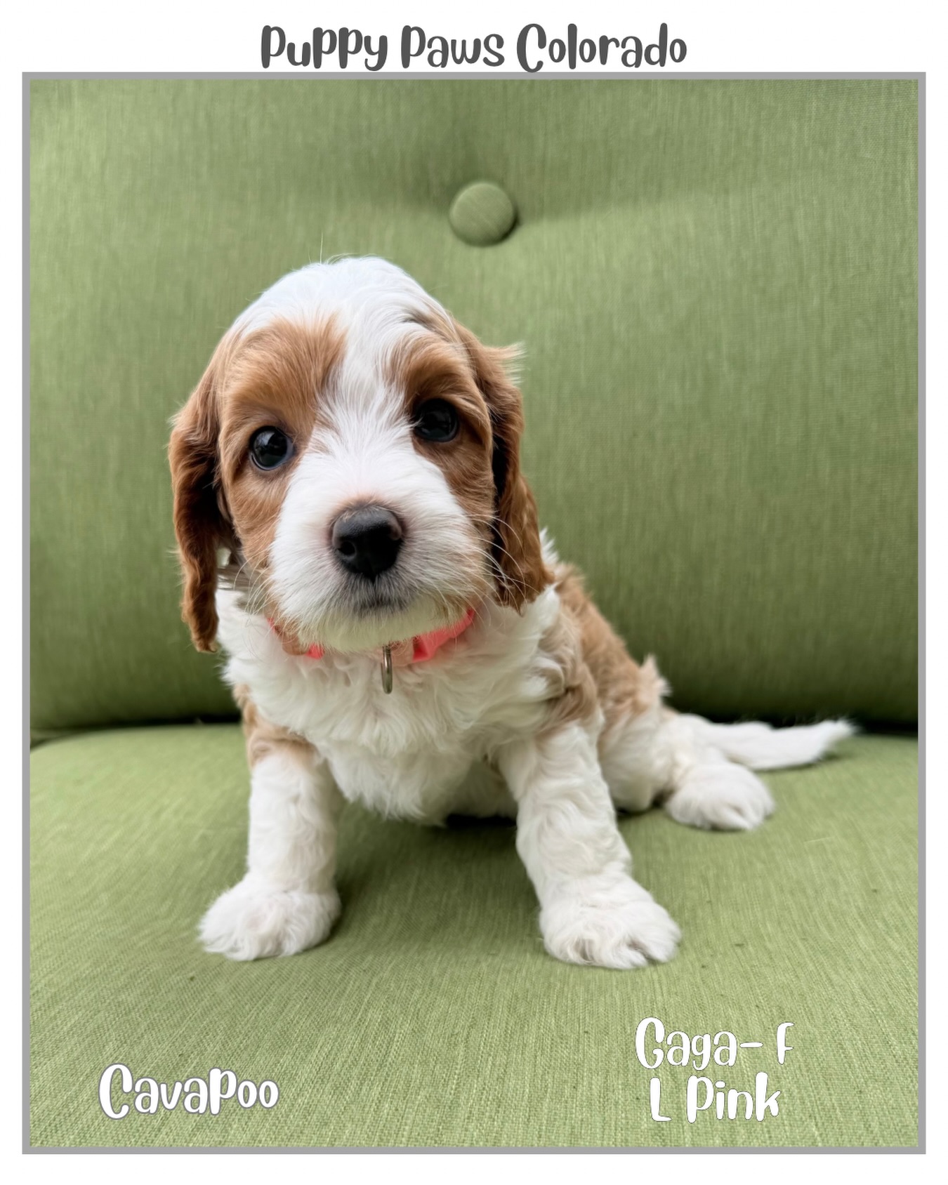 Gaga was picked next!!! #cavapoo #puppy