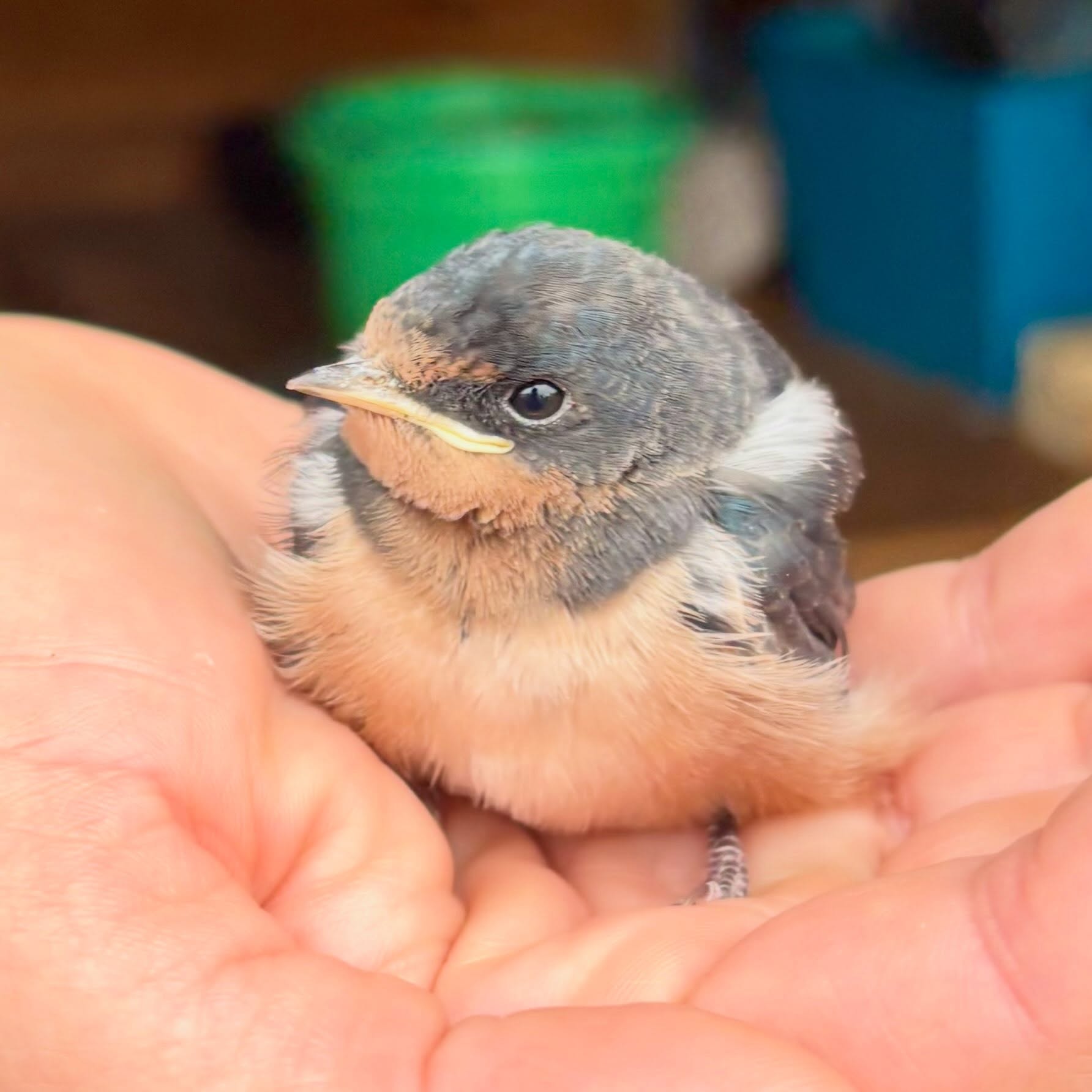 There was some drama in the barn this morning!
This sweet little barn swallow chick was found on the floor of the barn, clearly a little too young to be flying just yet.
Fortunately, morning volunteers, Julia and Jim, spotted them before letting the barn cats, May and Sprout, out of the feed room where they’re safely locked up overnight.
Will came out to help, and another volunteer, Sarah, was there. All five of us were standing in the barn trying to figure out what to do with this little one and how to get them safely back into their nest, which is way up at the very peak of our barn.
In the end, we decided that bringing them back to the nest might frighten the other chicks into flying out before they were ready. So, Will carefully placed this little one on a nearby beam.
Within minutes, the parents, along with several other barn swallows, came over to them.
We’re pretty sure this cutie will be just fine and will be flying confidently in the next couple of days. It seems they just got a tiny bit ahead of themselves!
Our barn has been full of barn swallow activity all summer. There are two active nests in it, and there have been multiple broods of chicks this season. It’s so wonderful to know that all of these babies raised in our barn will go on to help support the population of these beautiful endangered birds.