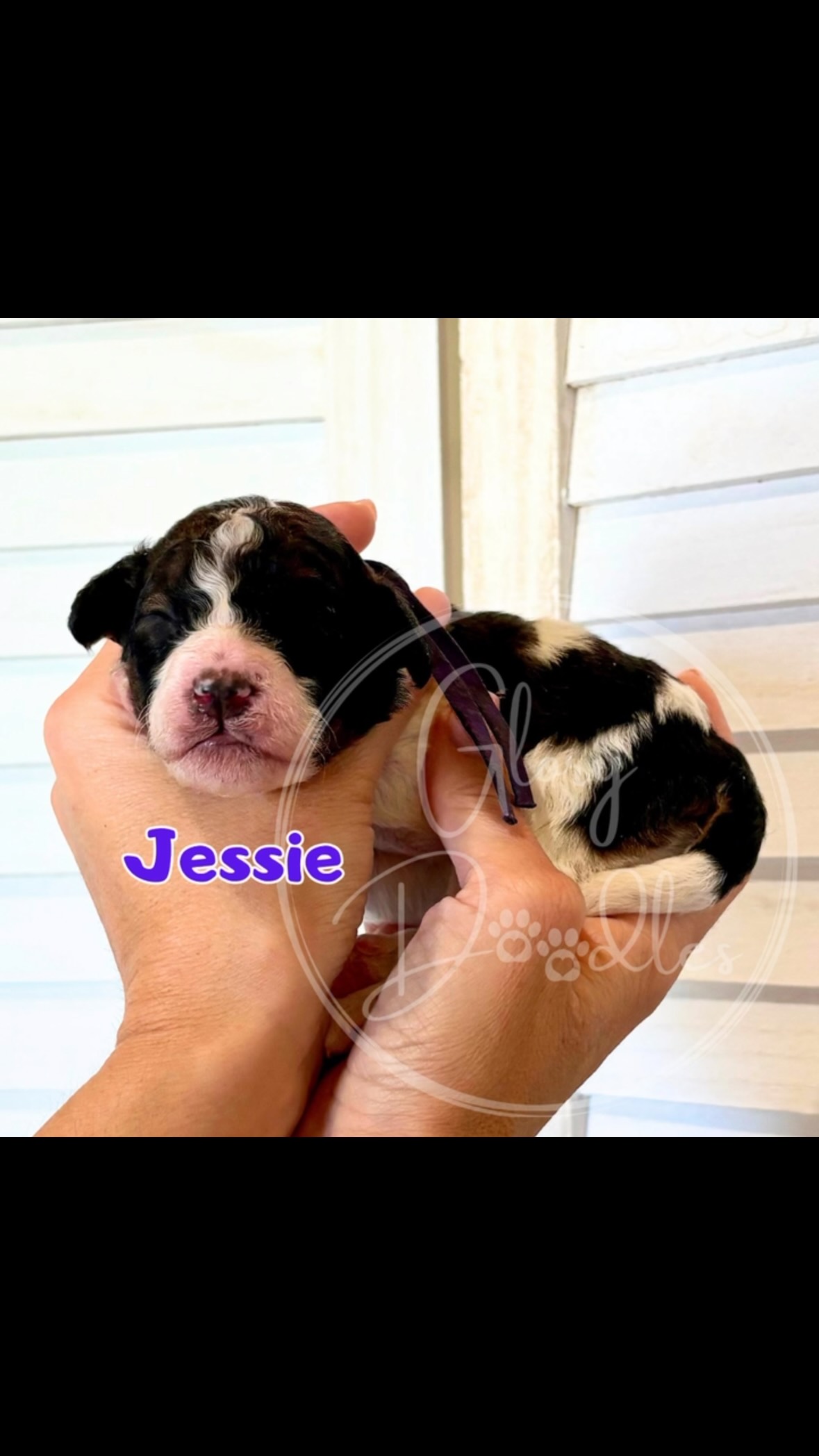Introducing our Toy Story Litter š§ø š¾ 5 girls, 3 boys and so much personality!! They are almost two weeks old and starting to crawl around. Their sweet little eyes are just about ready to open as well! They will also experience some added curriculum over the coming days to help prepare them for YOU! Like nail trimming, electric toothbrush (mimics the vibration of a groomers clippers!) and moreā¦stay tuned for all of the fun!
Spots are still open for this list! Message us for more info š©·š
#minibernedoodle #bernedoodlepuppy #bernedoodle #doodlepuppy