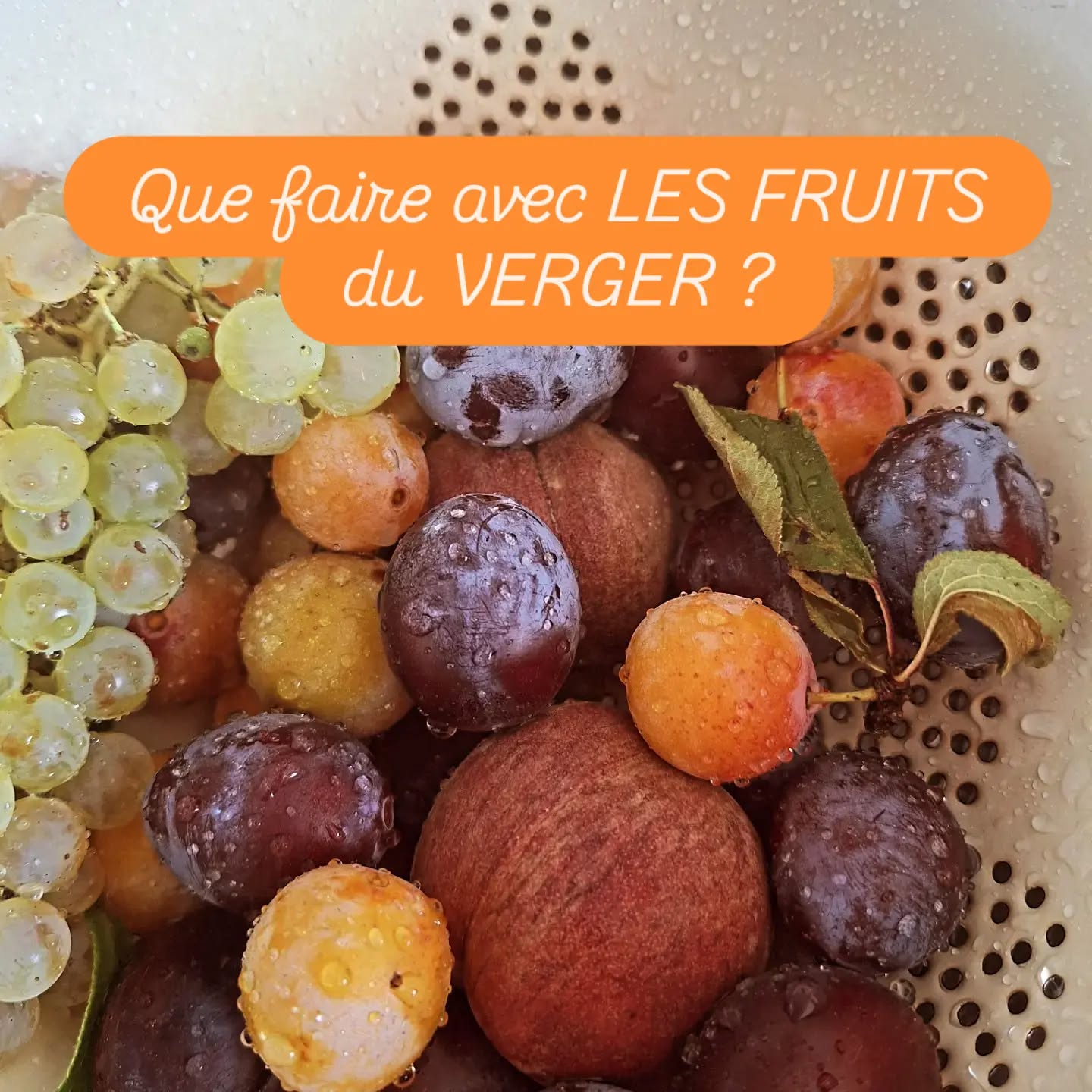 Pauvre en matière grasse, riche en fibres et anti-oxydants 👍