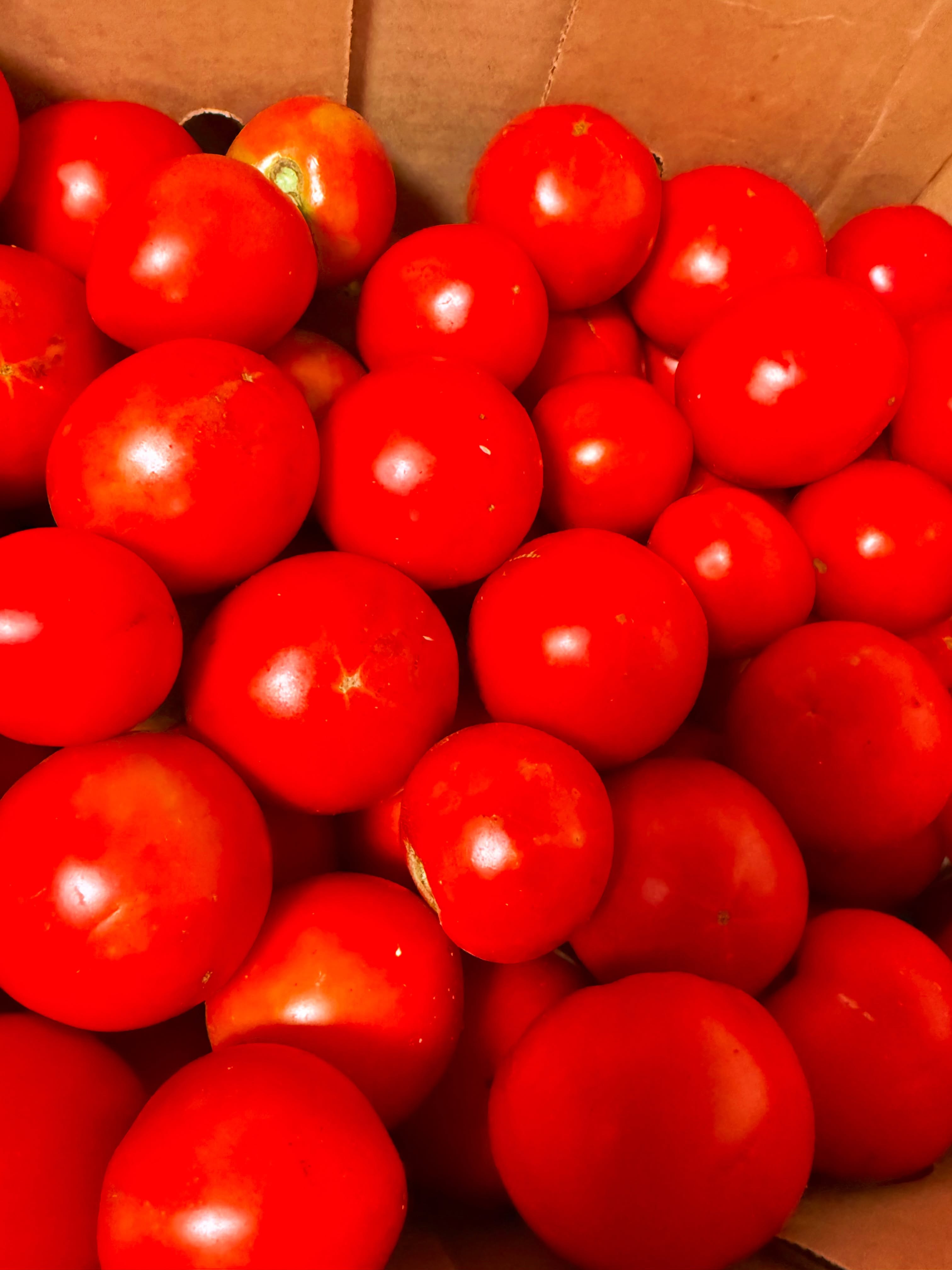The tomatoes are back from their drought-cation!
We’re delighted to have plenty of tomatoes getting ripe now.
Come see us this week, at the farm stand Monday, Wednesday, and Friday afternoons from 2-6 pm, and at the Carrboro Farmers Market on Saturday mornings until noon.