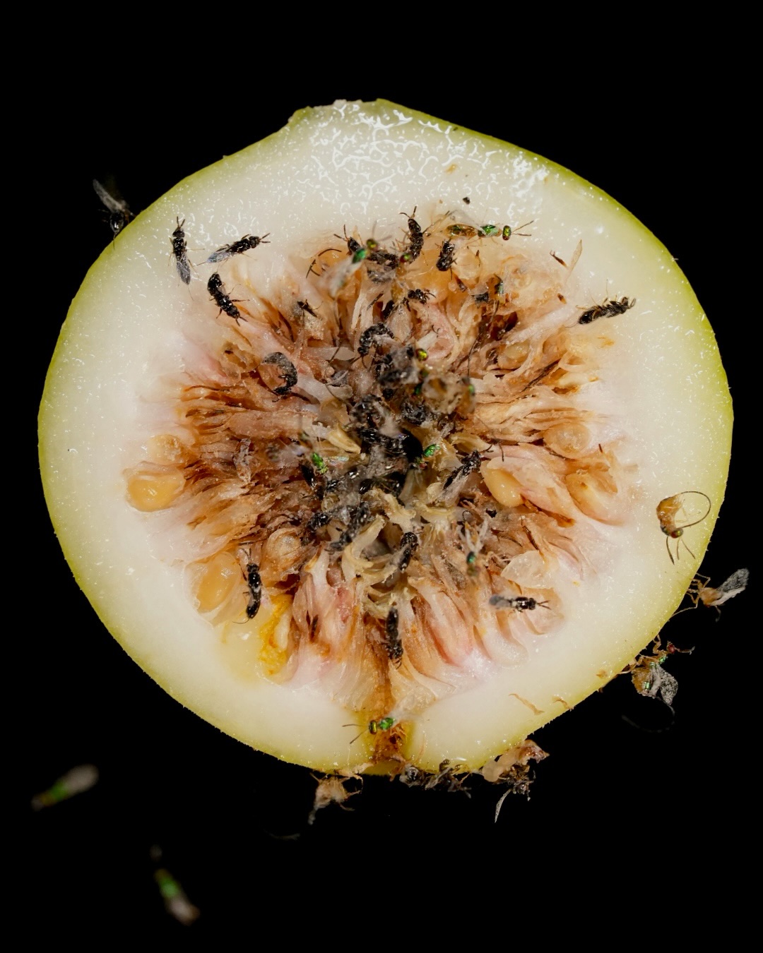 𝘍𝘪𝘤𝘶𝘴 tiene una de las relaciones mutualistas más elaboradas de la naturaleza, y todo ocurre en el interior de su inflorescencia. Dentro hay un mundo completo.
La inflorescencia del 𝘍𝘪𝘤𝘶𝘴 se llama siconio, una estructura cerrada con flores masculinas y femeninas en su interior. Las flores femeninas son de dos tipos: de estilo largo y de estilo corto. Esa diferencia lo cambia todo.
Una avispa hembra alada, cargada de huevos y polen, entra al siconio por una pequeña abertura, y generalmente pierde las alas al hacerlo. No hay regreso.
Adentro, la avispa poliniza las flores transfiriendo el polen al estigma. También intenta poner sus huevos insertando su ovipositor. En las flores de estilo corto logra alcanzar el óvulo, ahí se desarrolla la larva. En las de estilo largo el ovipositor no alcanza, la flor queda polinizada pero sin larva, y produce semilla.
Una vez desarrolladas, las hembras se alistan para salir. Antes de hacerlo, cargan sus sacos de polen desde las anteras maduras, asegurando que el ciclo continúe en el próximo siconio que visiten.
Es común encontrar más de una especie de avispas en los siconios. Las avispas parasitoides perforan la pared del siconio desde afuera con su largo ovipositor, sin entrar, para parasitar las larvas internas, sin aportar nada a la polinización.
Los machos, aunque sin alas y destinados a morir, juegan un papel fundamental: son ellos quienes abren la única salida. Los túneles que roen en la pared del siconio son el camino que permite a las hembras fecundadas escapar, volar hacia un nuevo siconio y comenzar el ciclo de nuevo.
𝘍𝘪𝘤𝘶𝘴 y avispa llevan millones de años coevolucionando, una relación tan precisa y antigua que ninguna puede existir sin la otra.