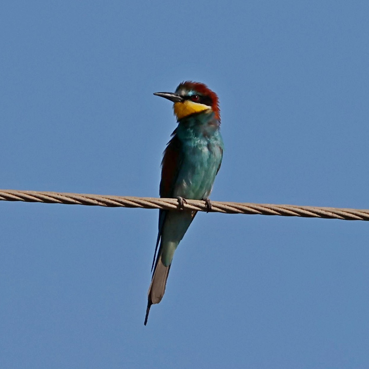 I had a great walk yesterday with a lovely Dutch couple at Livadi Marsh. Here is a bee-eater from the Marsh taken a few weeks ago.
#islandwildlife #kefaloniawildlife #greekwildlife #guidedwildlifewalks #birdlovers