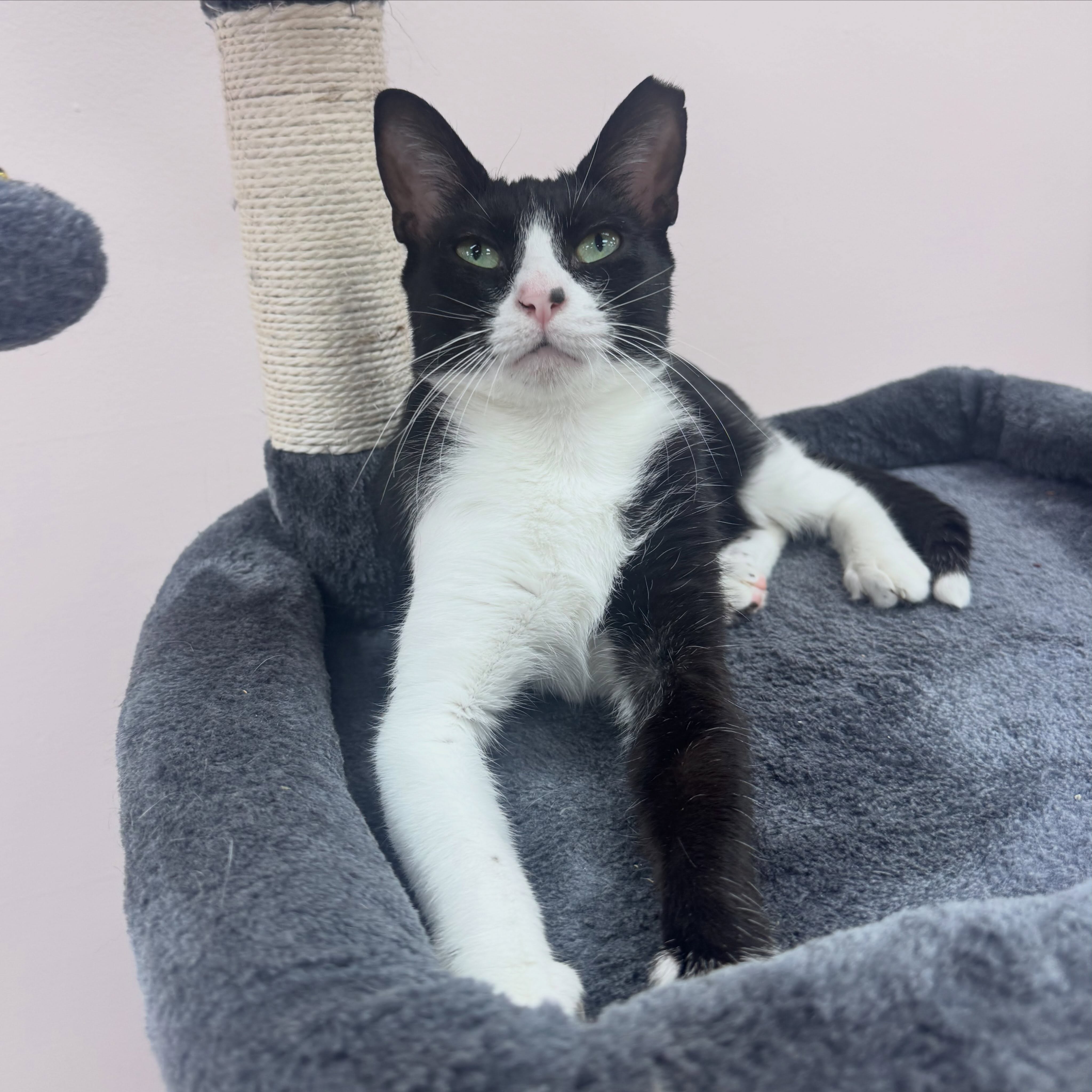 Sorry guys we are closed tomorrow (Labor Day). I thought about opening but no one will come and all the cats will be sad so I figured I’d just go in and do the usual and keep their one day off, a day off ❤️