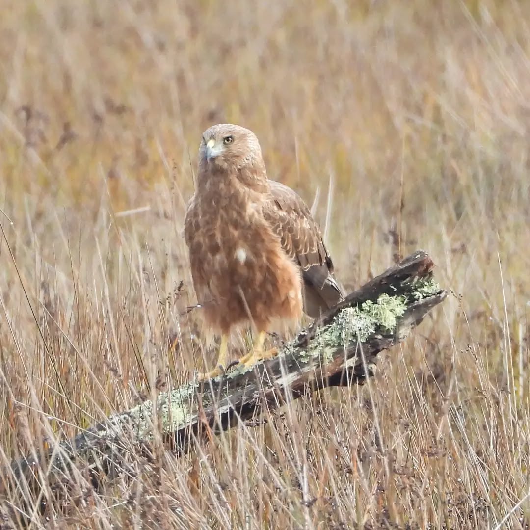 Our Handsome Hawk, Kāhu, swamp harrier, Circus appoximans
#australasianharrier #karameahawks