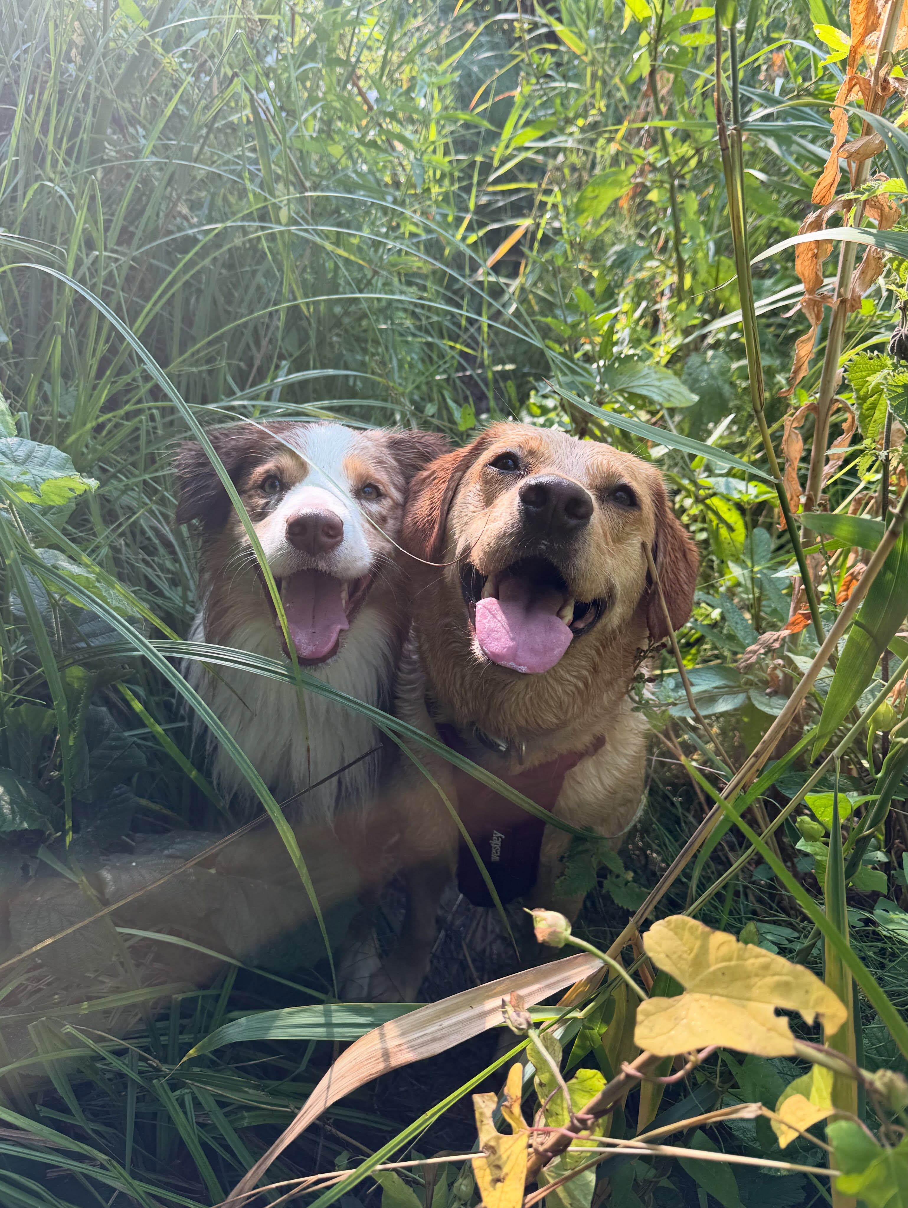 A few of my favourite faces from training walks over the summer 🧡
It’s been a tough summer for dog trainers and walkers with all these heatwaves, so I’m definitely looking forward to the “ber” months and cooler adventures ahead! 😆🍂
And a little favour while you’re here… if your dog has spent time with me and you haven’t left a review yet, I’d be so grateful if you could 🥹
Every review genuinely means so much and makes such a difference. Link in bio!
.
.
.
#bondfurever #summerphotodump #dogsofinstagram #walkandtrain #dogtrainerlife