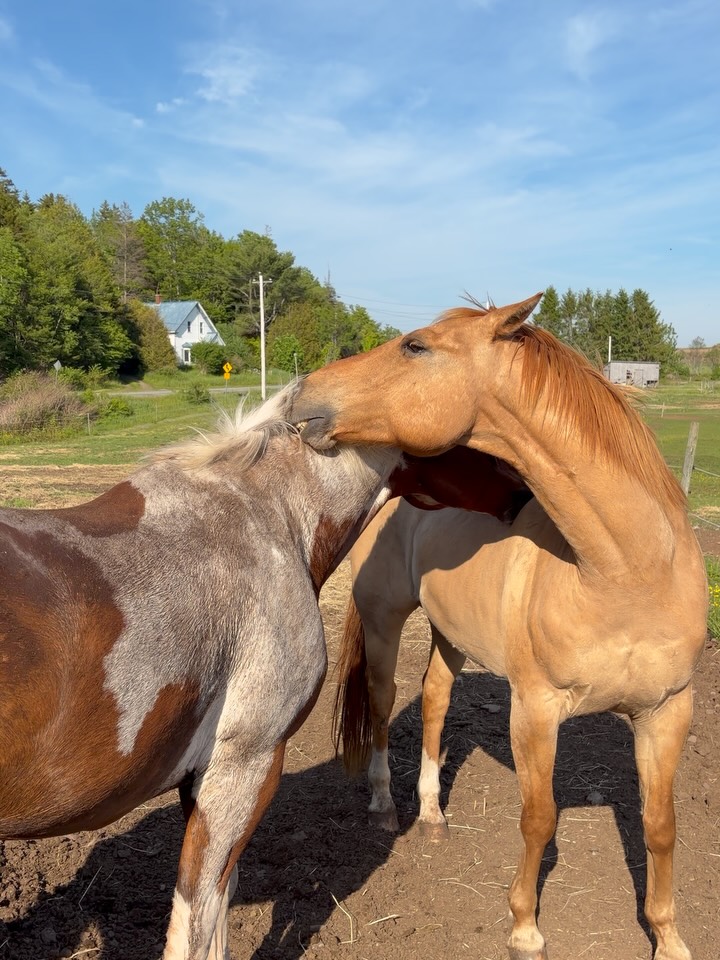 Don’t have many but heres my favourite videos taken over the summer. Horses being horses🤣 gorgeous views and close encounters with eagles! ❤️🦅#spiritreinsranch #parrsboronovascotia #bayoffundy #trailrides