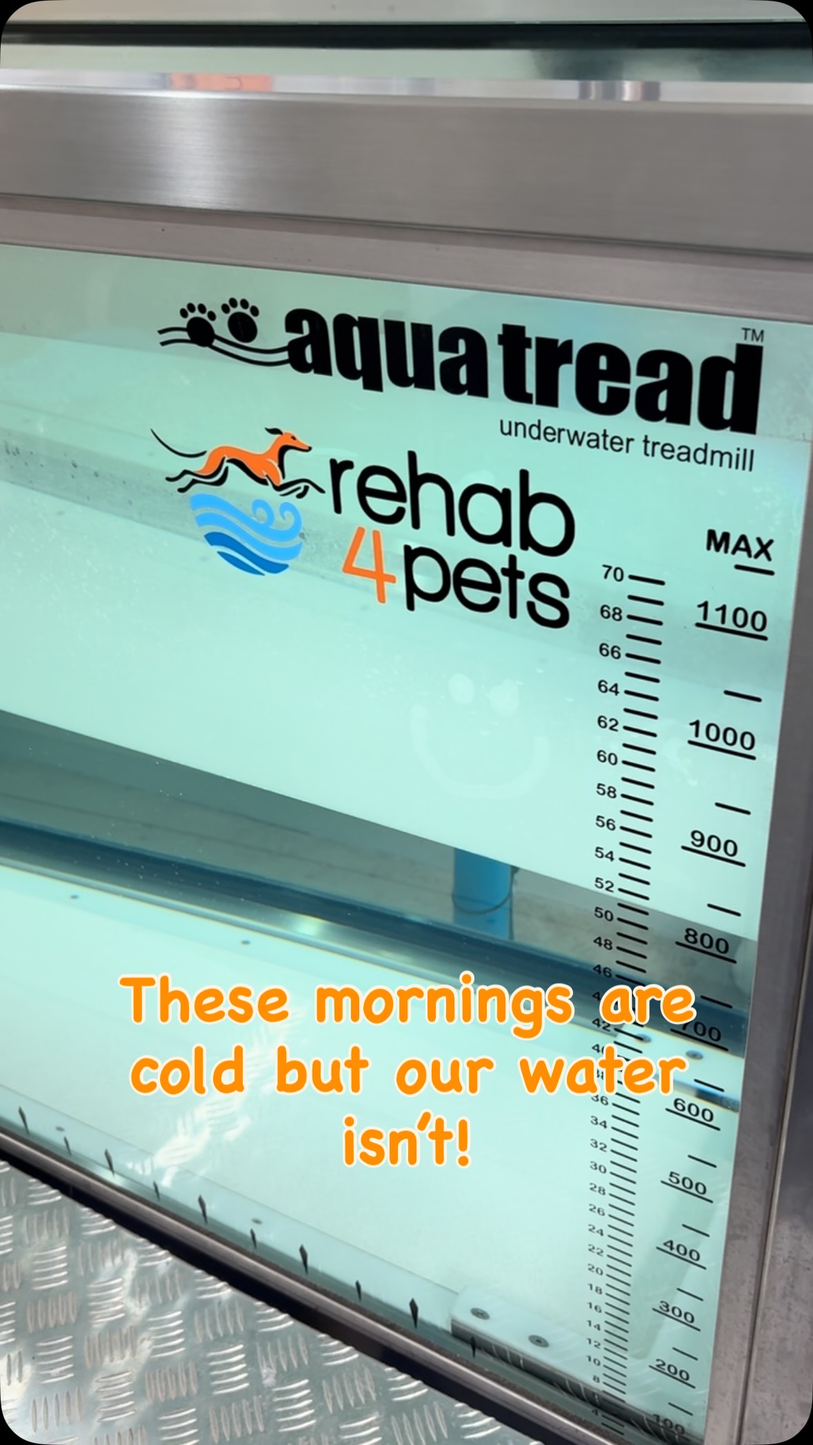 Why is our water kept at 32C? 🌡️
It’s not just for comfort, it’s science. At this temperature:
- muscles relax, reducing pain and stiffness
- blood flow improves, speeding up healing
- not too hot that dogs can’t get a good workout
Too cold and dogs tense up. Too warm and they can overheat before the workout is effective. 32C is the sweet spot for rehab, recovery and fitness.
#caninehydrotherapy #petrehab #dogrehab #kilsyth #rehab4pets_au