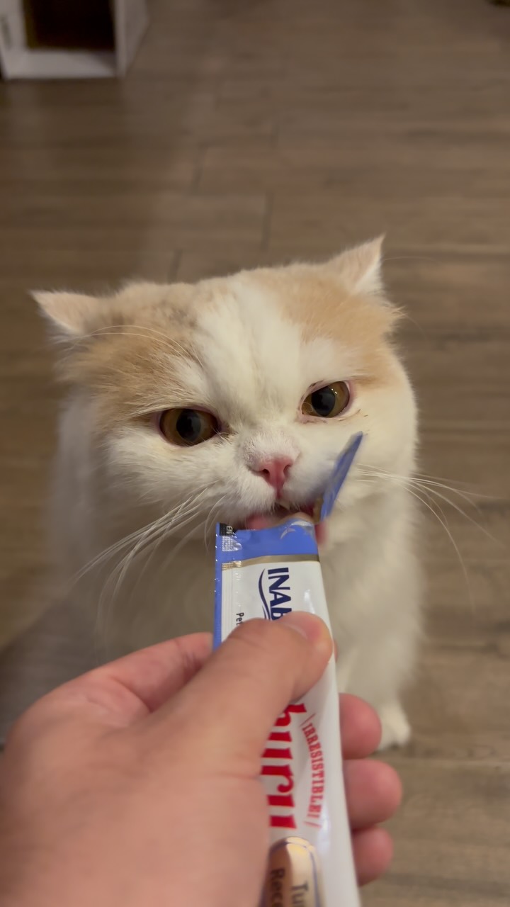Churru Time 🐈🍦