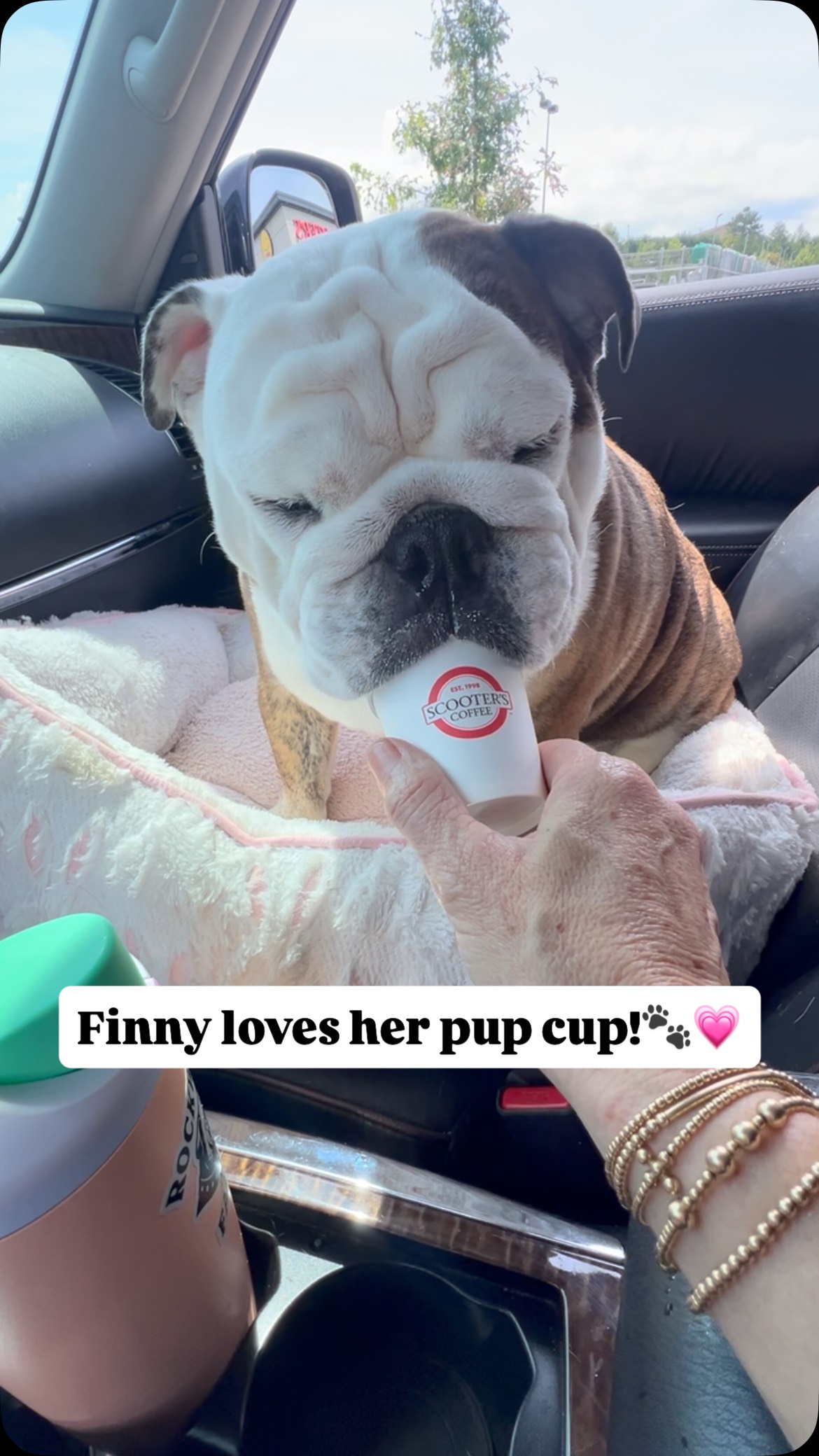 Thanks @scooterscoffee
Finny is a fan❤️☕️🐾
#bulldog #englishbulldogpuppy #bulldogofinstagram