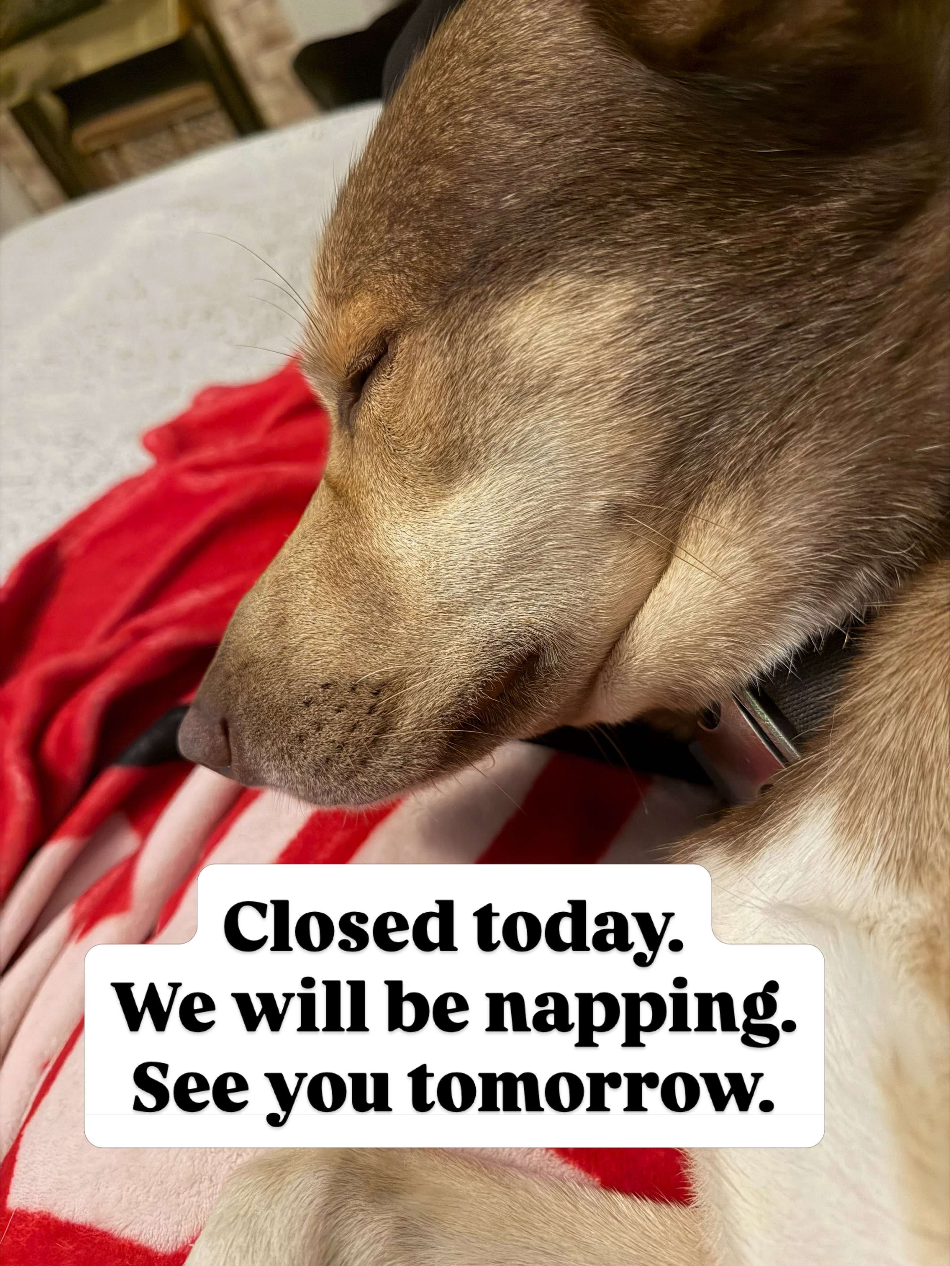 Shhhhh… 😴 Closed today but we’ll be back at it tomorrow. #laborday #closed #sleepy #chocolatecafe