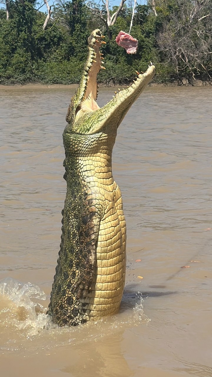 Highlight of the NT trip, Adelaide River Cruise. Of course these tour boats run the Yamaha 60hp High Thrust, need reliability out there with these dinosaurs. 🦖 get yours at MarineCareQld- 3186 5270. One less problem. #marinecareqld #yamahaoutboardsaustralia #99problems