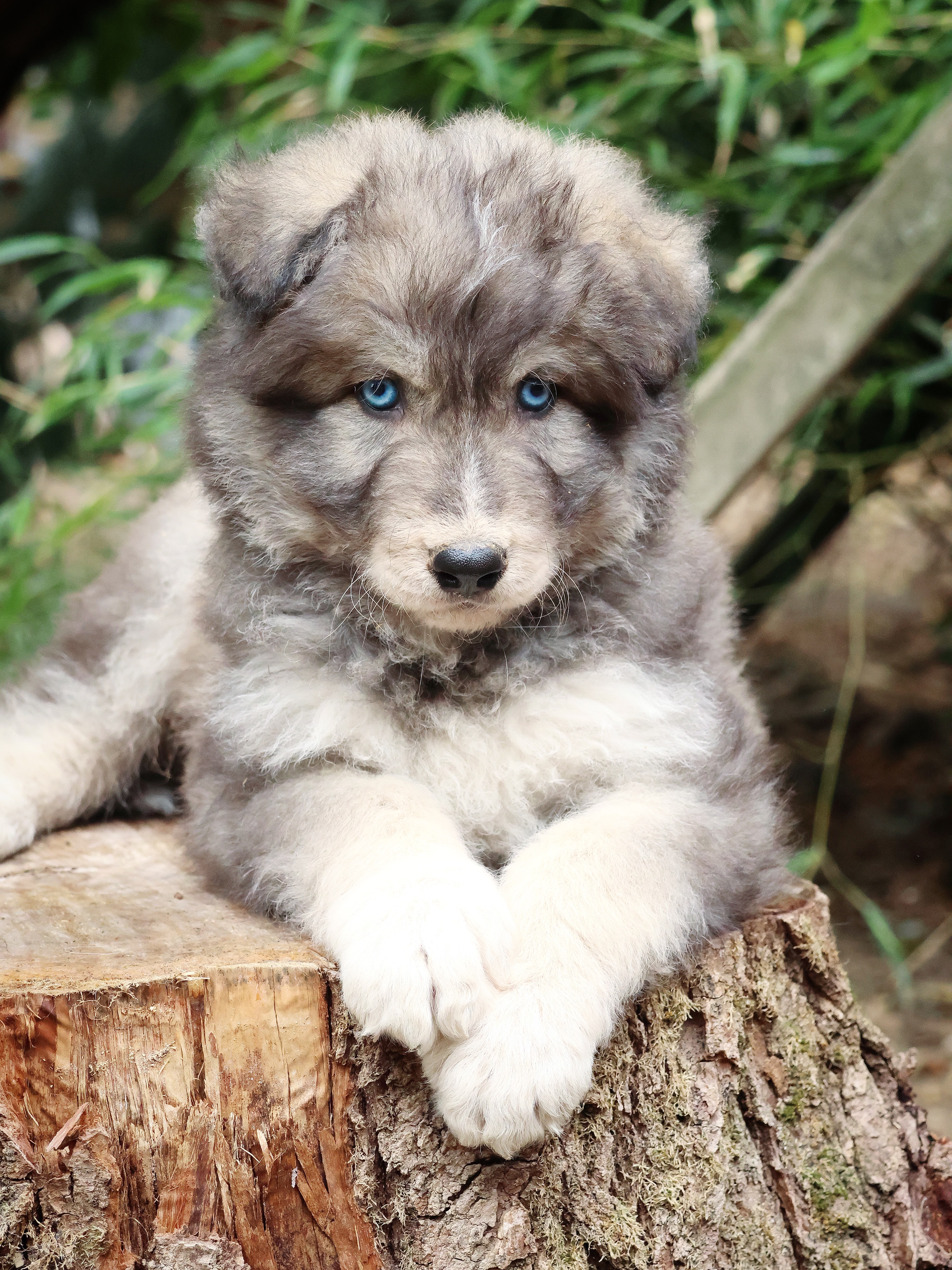 Présentation officielle des petites merveilles de Tyler et Kodiak ❤️ toutes les photos et les infos sont sur le site internet.
J’ai beaucoup de retard dans la gestion des e-mails mais promis je m’y met dès demain, merci de votre patience 🙏🏼
#nordictimber #wolfdof #puppies #puppylove #chiots