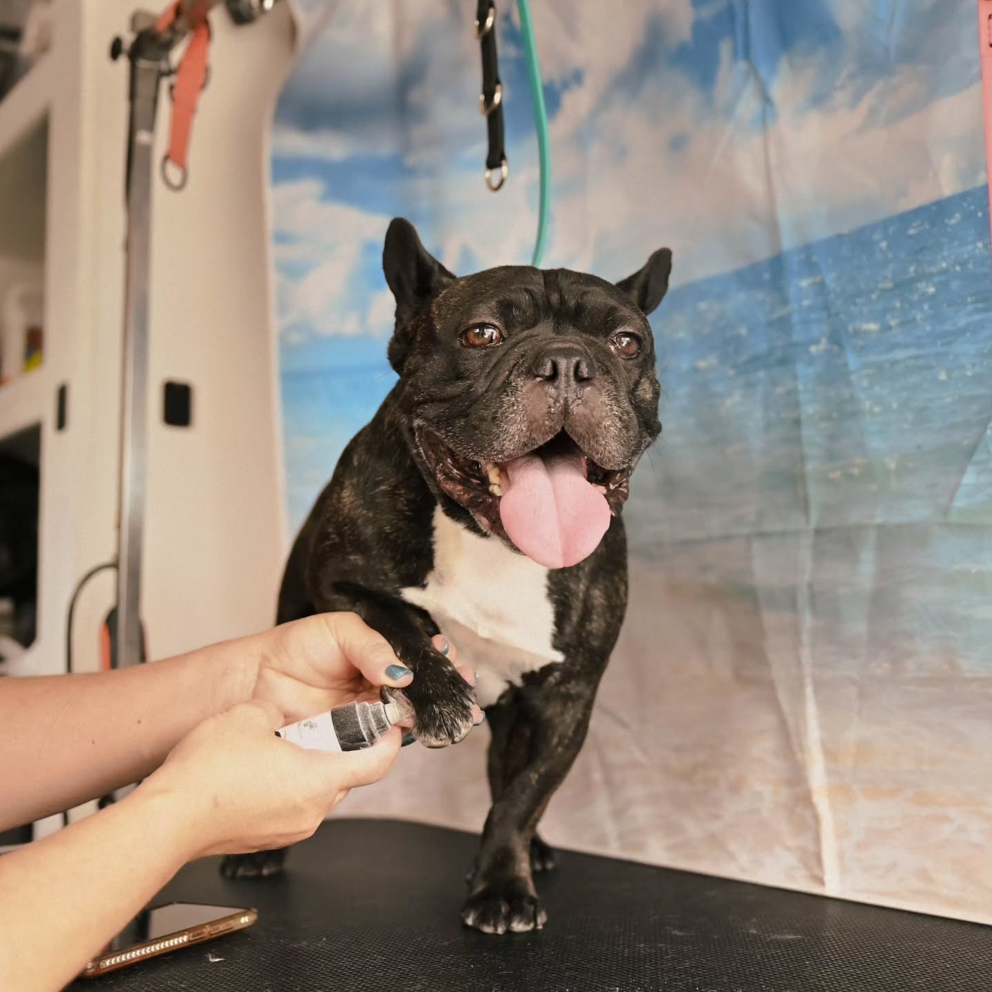 🐾✨ Your pup deserves the very best! ✨🐾
Come visit Tails of the City Dog Salon and check out our grooming options and beautiful facility! 🐶🛁 From fresh haircuts to pampering and everything in between, we’re here to make your furry friend feel happy, clean, and loved. 💕🐾
Stop by, meet our team, take a look around, and find the perfect grooming experience for your pup! 🐕✨
📍 Come see us and discover why tails are always wagging at Tails of the City! 🐾💗