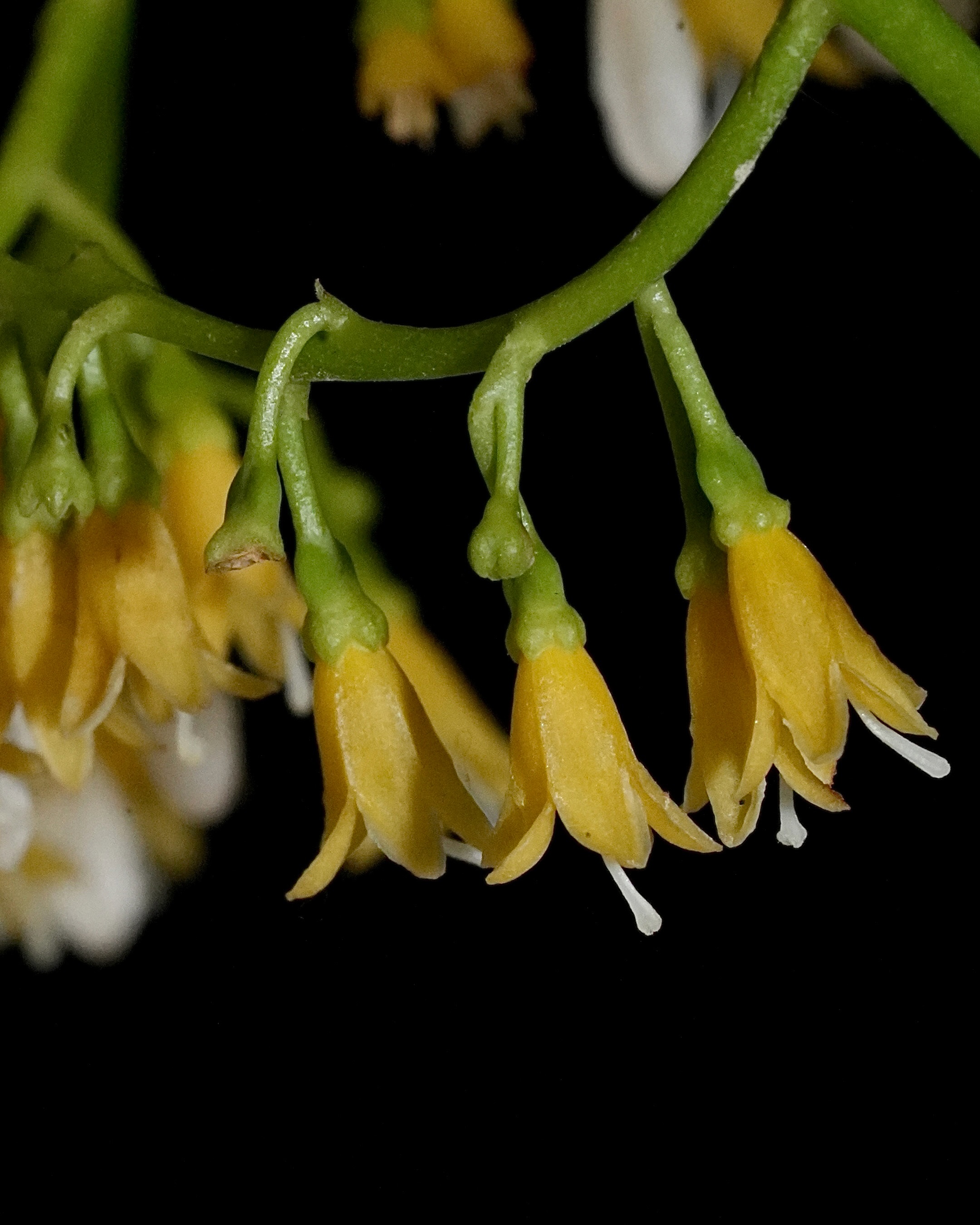 𝘊𝘩𝘪𝘰𝘤𝘰𝘤𝘤𝘢 𝘢𝘭𝘣𝘢 es un arbusto trepador de la familia Rubiaceae, ampliamente distribuido en el neotrópico, desde el sur de Florida hasta el norte de Suramérica. Crece en bordes de bosque, matorrales y zonas costeras.
.
Sus flores son pequeñas, tubulares y de color blanco a amarillo pálido, agrupadas en racimos axilares. Los frutos son drupas blancas, de ahí su nombre chiococca del griego “baya de nieve”. Son llamativos y contrastan con el follaje oscuro.
.
Ha sido usada en medicina tradicional en varias regiones del neotrópico, especialmente sus raíces, que contienen alcaloides documentados con propiedades diuréticas y purgantes 🌱