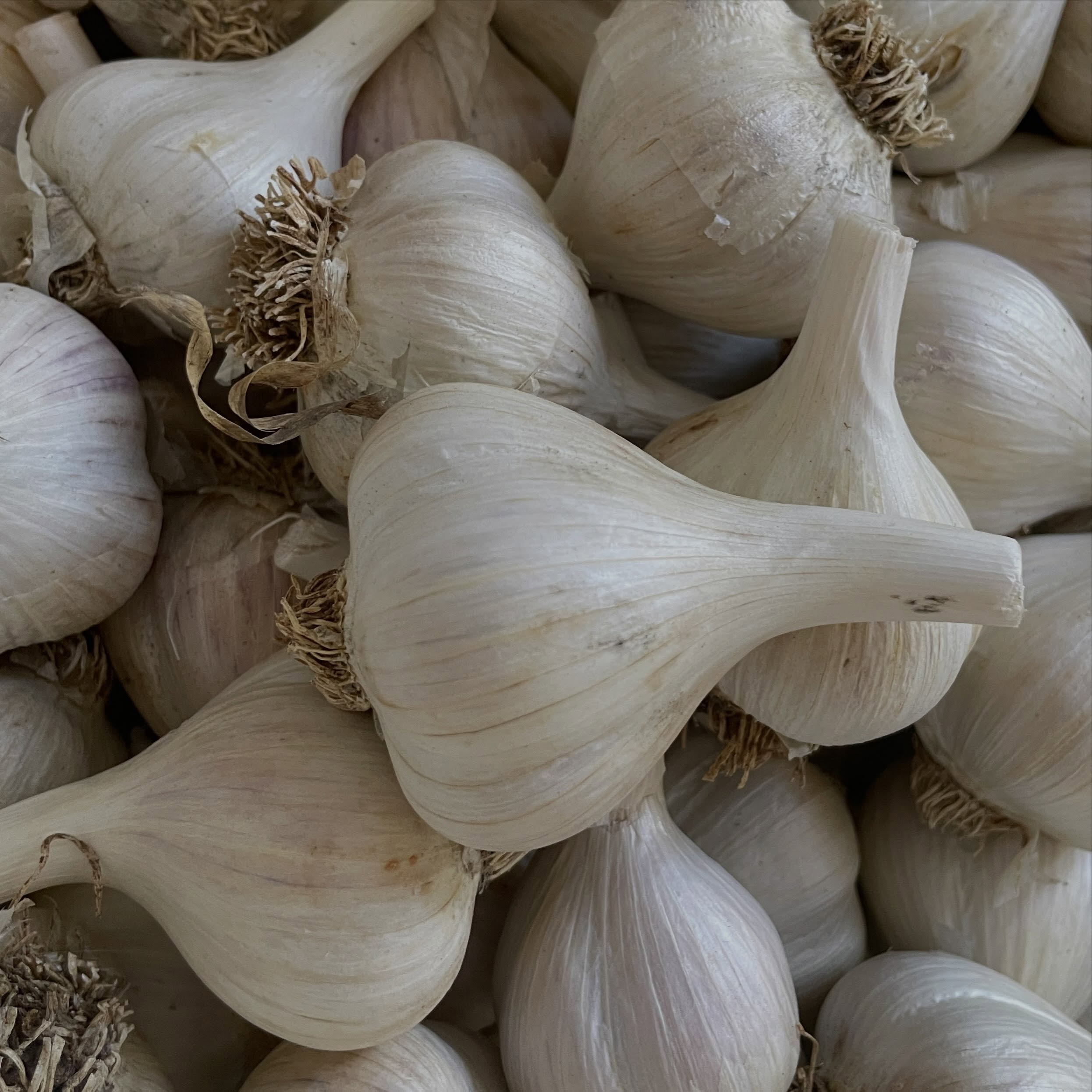 Garlic for sale!
Jen and Will have been growing garlic on the property for the past 6 years. Grown without any chemical sprays or fertilizers. It’s also animal-friendly as it’s grown without any bone, blood or fish meal.
The variety is porcelain, which is a hard-neck garlic, with an average of 4-6 nice large cloves per head.
We love how versatile this garlic is for eating and it’s also excellent for planting.
Prices:
$3/ medium head (1.5 - 2”)
$4/ large head (2” and up)
OR
$20/lb (discount for orders over 10 lbs)
Please send us a message if you’d like to buy some garlic and indirectly support the sanctuary.