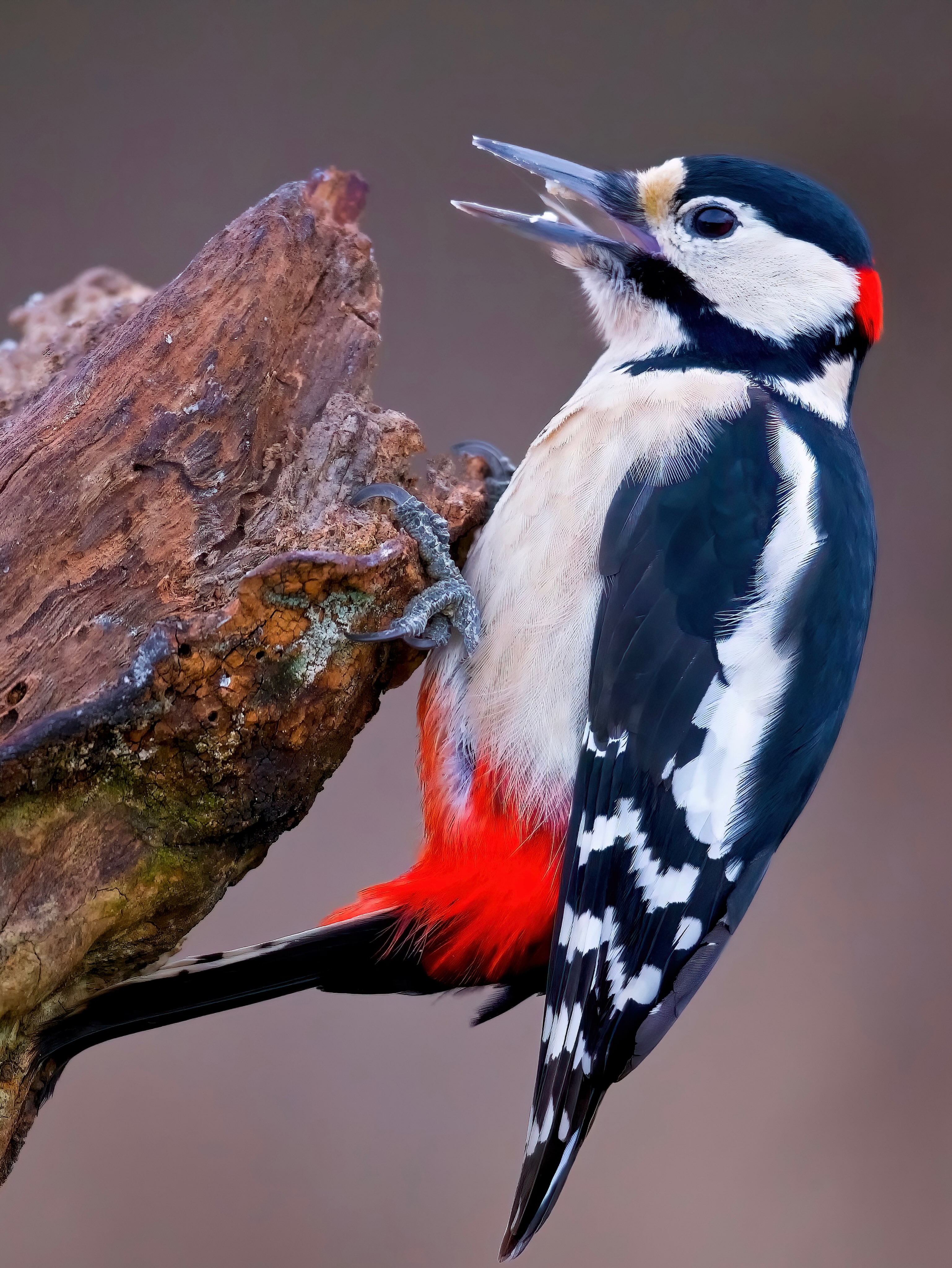 Kraftvoll, elegant und voller Leben“
Mitten in der Natur zeigt der Buntspecht seine beeindruckende Schönheit. Sein kontrastreiches Gefieder aus Schwarz, Weiß und leuchtendem Rot macht ihn zu einem echten Blickfang. Mit aufmerksamem Blick und weit geöffnetem Schnabel wirkt es fast so, als würde er gerade ein kleines Konzert im Wald beginnen. 🐦🌳