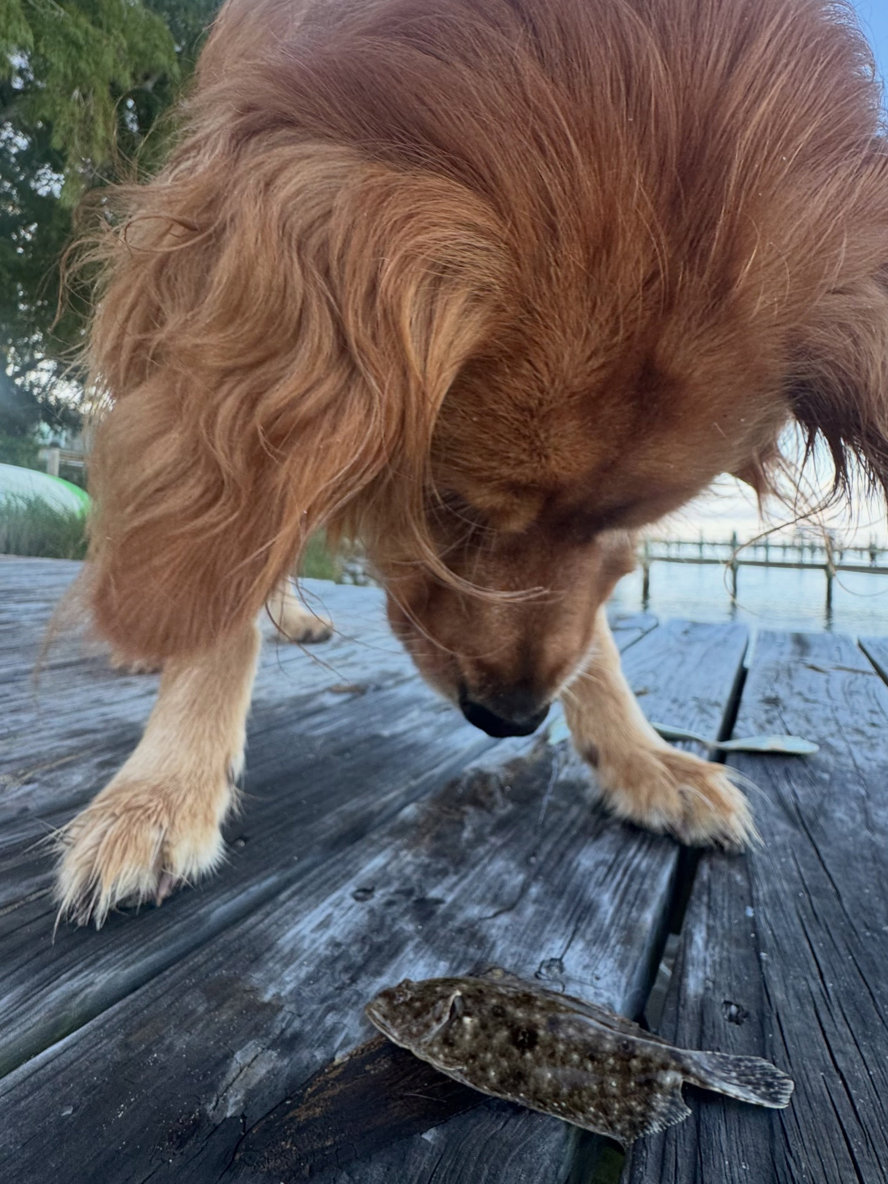 A big jubilee at the house this morning made for some fun experiences..
#goldenretriever #fishing #flounder #30a #dog