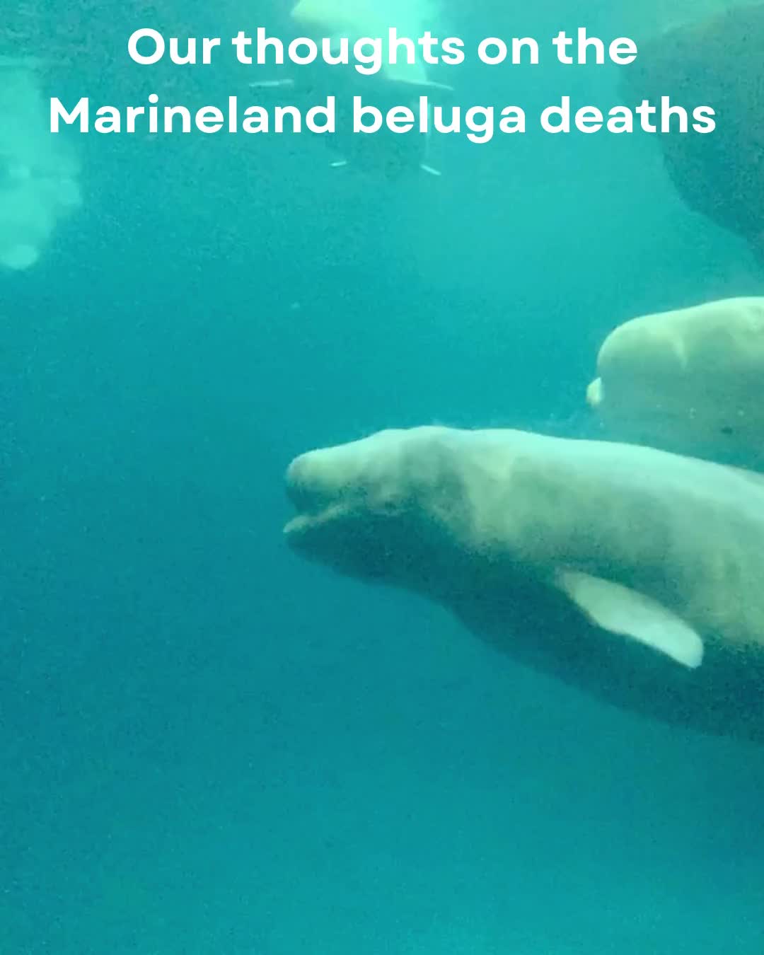 It's been incredibly sad to see the recent deaths of now 4 belugas following their transfer from Marineland Canada. It also highlights a difficult but important point: animals need to be healthy, resilient and in sufficiently good welfare to cope with a major move, whether to another facility or a sea pen.
We don't yet know what caused these deaths, but these animals came from an inadequate environment and were already likely to be vulnerable in both health and mental state. Leaving them where they were was not a viable option, so the receiving facilities were dealing with animals who needed to move, but may not have been in the condition we would ideally want before such a transition. For this, the facilities are facing a lot of pressure and deserve our support.
Although some NGOs are pinning this on the receiving facilities, moving them to a sea pen/sanctuary would not necessarily have been safer. A sea pen move involves a substantial transition: unfamiliar water conditions, temperatures, depths, sounds, weather, pathogens, feeding arrangements and social circumstances. For animals already struggling, this could have presented a potentially greater risk.
We have seen this complexity before in Bali, where 5 dolphins were due to be rescued from extremely poor conditions in a hotel pool. 1 animal died just days before the confiscation and transfer began. 4 were eventually moved into the Umah Lumba sea pen sanctuary, but another died five months later from longstanding illness. When the 3 remaining were released into the wild, 1 died a few months later, and the other 2 survived initially but their current status is unknown.
All this is not to criticise relocation where necessary or transfers to sea pens, but to highlight that these decisions are never an 'easy solution' where welfare is compromised pre-move. Animals should also be moved before welfare deteriorates to the point where an urgent transfer becomes the only remaining option.
Resilient animals in better welfare will have better outcomes when moving to new environments: even more reason for all stakeholders to support optimising the welfare of cetaceans while sea pen alternatives are explored.