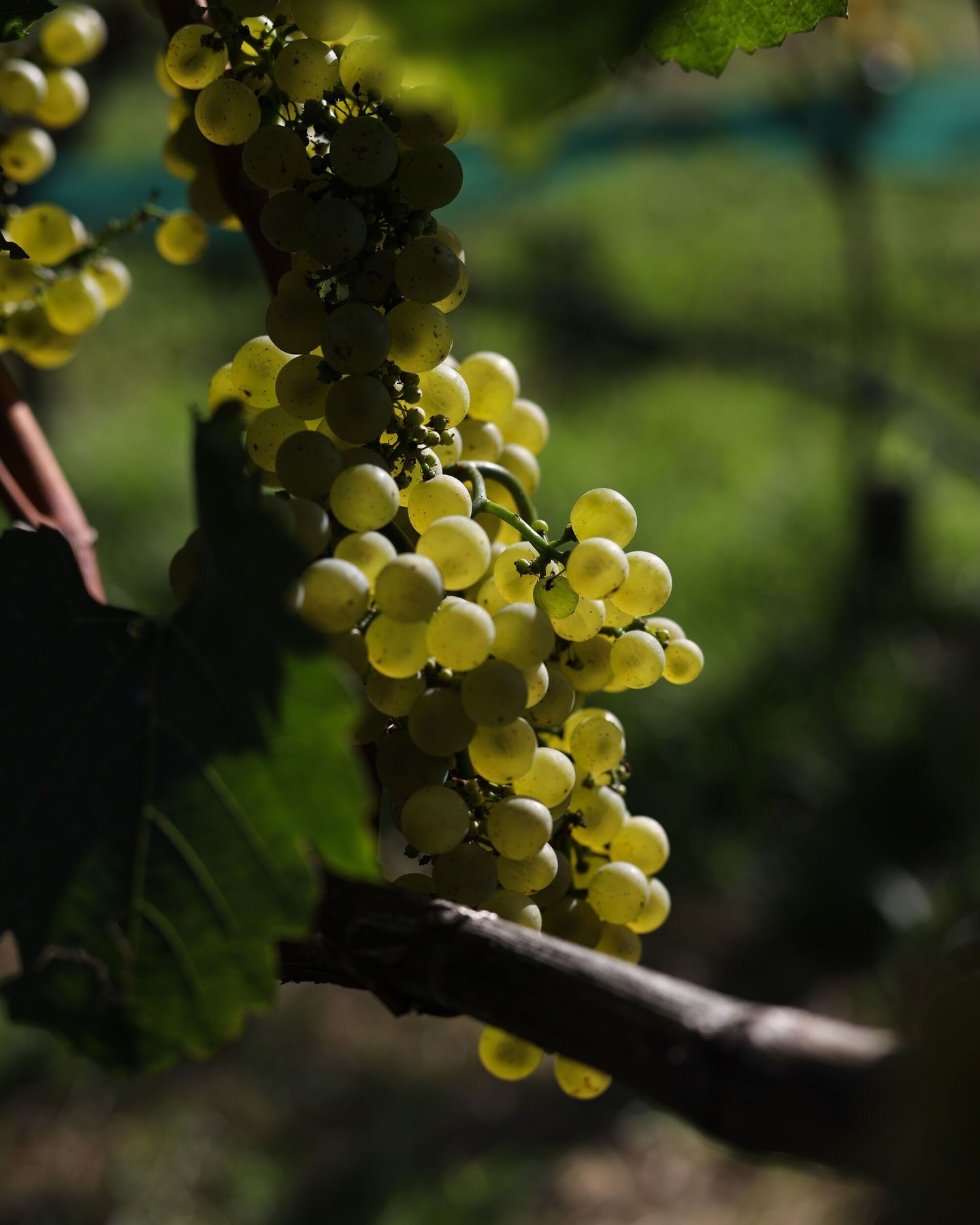 INTACT in vigna: qualità e resa, affiancate da una consulenza che vede nascere vini veri. 🍇
#intactsolutions #zeroresidue #agriculture #highperformingcrops #viticoltura