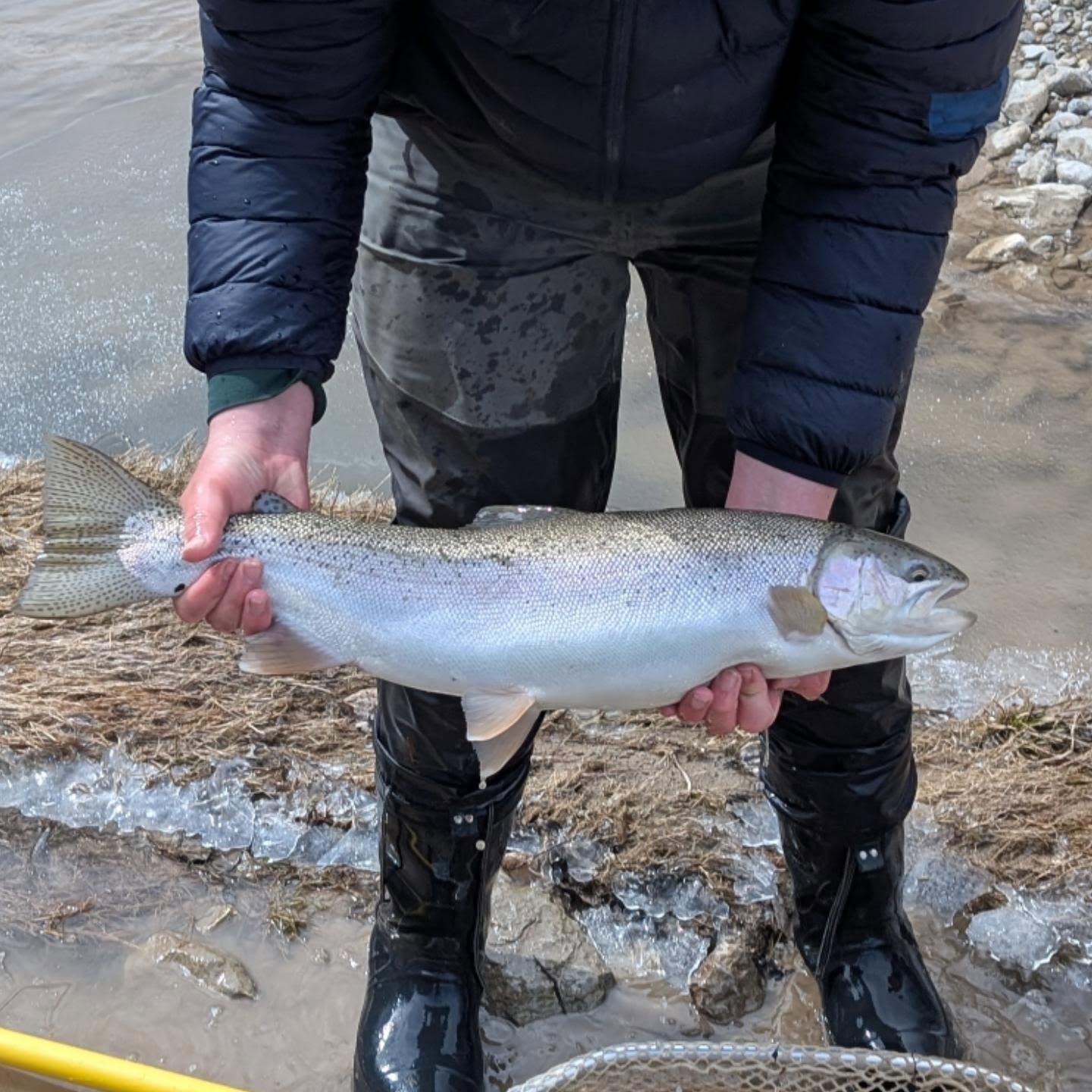 Should Future Trout Derbies Move to Catch and Release?
(Picture for Attention)
With fish stocks declining in many areas and angling pressure increasing through social media, online fishing groups, and the widespread sharing of fishing techniques and productive locations, should we be considering a shift toward catch-and-release trout derbies?
Many anglers today are far more effective than they were a decade ago. Information travels quickly, and once-hidden spots can become heavily pressured almost overnight. As a result, some fisheries are feeling the impact.
A catch-and-release format could help reduce harvest pressure while still allowing anglers to enjoy the competition, camaraderie, and challenge that make derbies so popular. At the same time, others may argue that harvesting a legal fish is a traditional part of fishing and that properly managed fisheries can support limited harvest.
I'd love to hear everyone's thoughts:
•Should future trout derbies be catch and release only?
•Would this be a positive step for conservation and the long-term health of the fishery?
•How could it be implemented fairly and effectively?
•Measuring fish on approved bump boards?
•Photo submissions?
•Length-based scoring systems?
•Are there successful examples from other trout derbies that we could learn from?