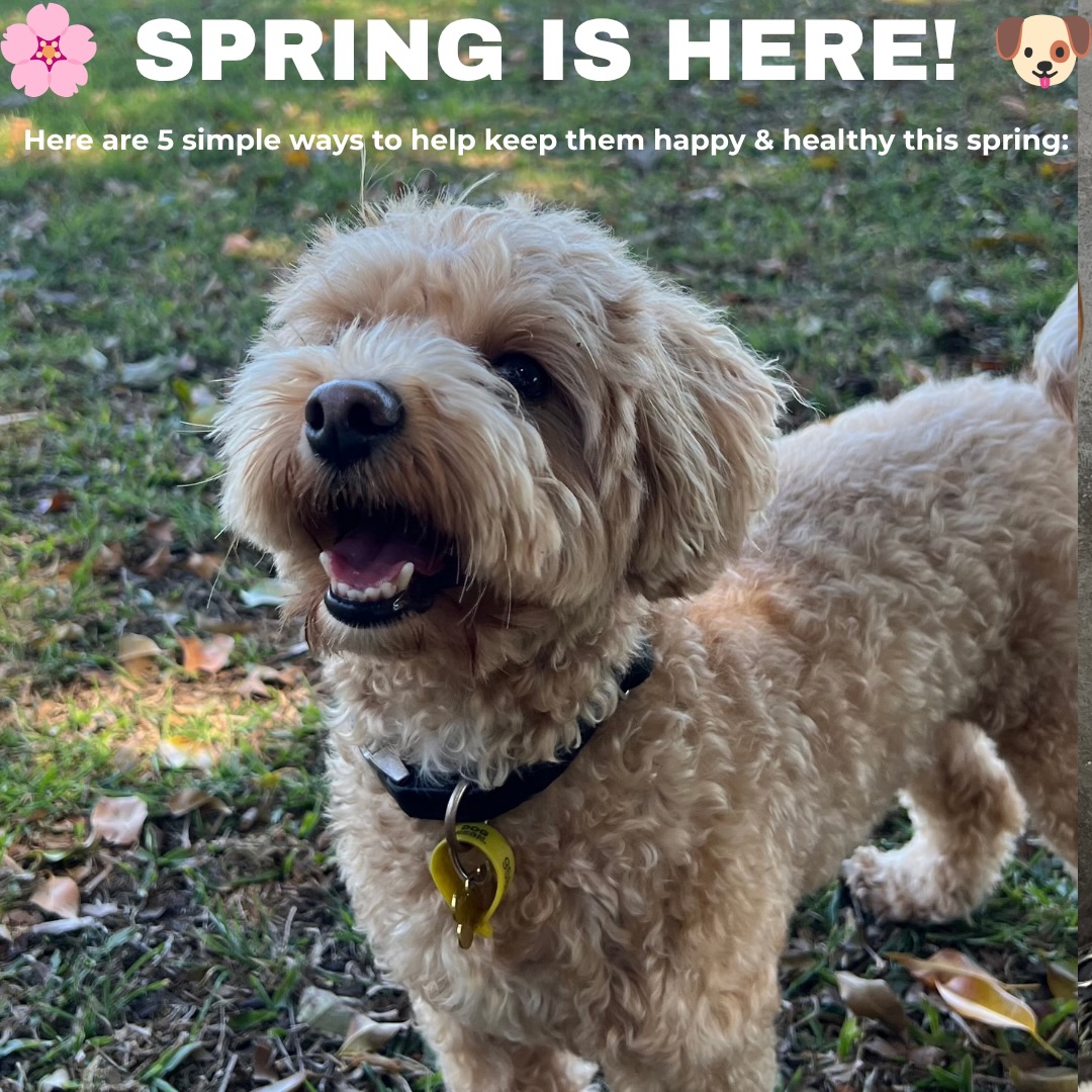 🌸 SPRING IS HERE! 🐶
Warmer days and longer afternoons are here, which means it’s time to give your pup’s routine a little spring refresh! 🌿
Here are 5 simple ways to help keep them happy & healthy this spring:
☀️ 1. Keep them cool
Temperatures can climb quickly, so make sure your pup has plenty of water, shade and somewhere cool to relax.
🦟 2. Stay on top of parasite prevention
Fleas, ticks and other nasties become more active as the weather warms up. Make sure their prevention is up to date.
🌿 3. Let them sniff & explore
Try a new walking route, explore somewhere different or give them some enrichment at home. Mental stimulation is just as important as physical exercise!
🐶 4. Keep them social
Regular positive interaction with other dogs can be a great part of a healthy routine. Daycare gives social pups the chance to play, explore and interact in a supervised environment.
😴 5. Don’t forget the rest!
More activity doesn’t mean more is always better. Make sure your pup has plenty of downtime to recharge.
And if you’re looking for somewhere for your pup to play, socialise, explore and relax this spring, we’ve got plenty happening at daycare! 💙💛 #DogTips #SpringWithDogs #DogHealth #DogEnrichment #GoldCoastDogs