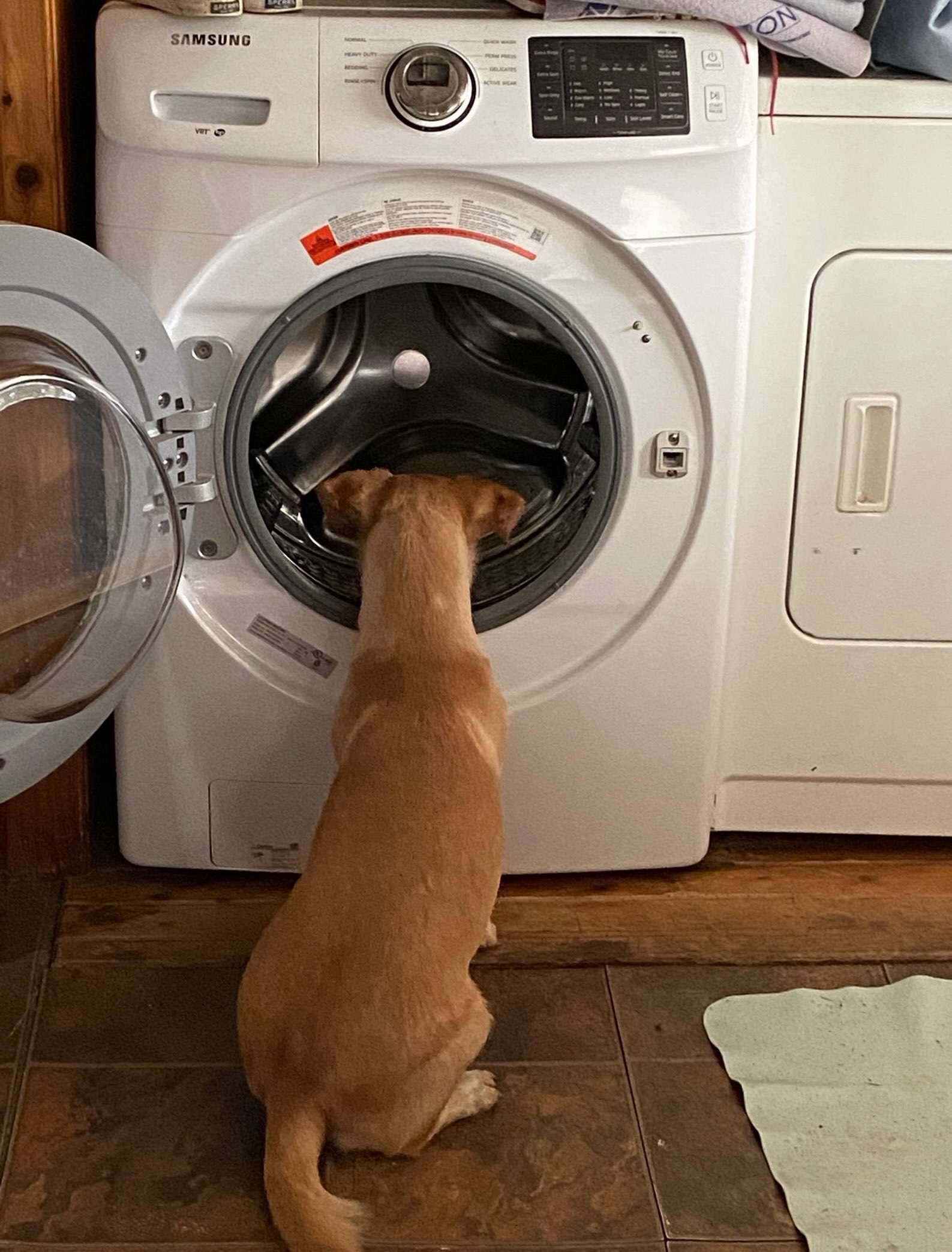 Sorry pups,…no clean pee pads for awhile,…PLEASE pee outside until further notice !!!!!
Another washer bites the dust! Took a chance at the auction a short while back and bought a washer for $200. Previously, have had great luck. But my luck ran out on this one. Drats!!!!!
SOOOOOOO, I’m back to the drawing board looking for a free or reasonably priced top load, heavy duty, commercial washer for all my dog bedding and pee pads, etc.
If you know anyone who could help out, please send them our way.
Email: info@smalldogrescuebc.com
Thanks for the help in advance 🫧