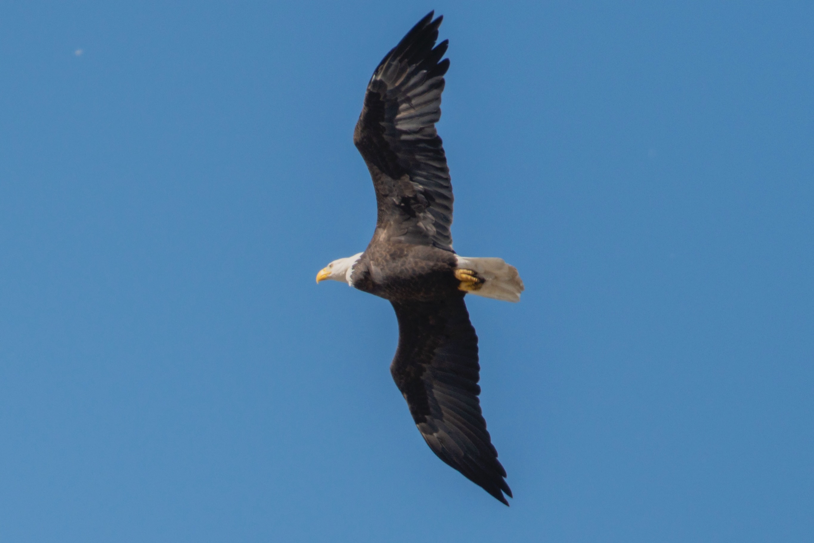 We had a very windy walk yesterday, but we still managed to see some amazing birds.
The highlight was a Common Nighthawk flying overhead and catching insects on the wing. Unfortunately, none of us captured a photo of it.
Thanks to everyone who joined us. A special thanks to @binarysunset1 for the photos.
📷: @binarysunset1
Slide 1: Migizii soaring over the Fort Garry Campus.
Slide 2: UMIBC birders looking for birds on the banks of the Red River.
Slide 3: A Common Raven on one of the towers on campus.
Slide 4: Downy Woodpecker
Slide 5: Hairy Woodpecker
Slide 6: American Goldfinches
Slide 7: American Goldfinches
Slide 8: Chipping Sparrow
Slide 9: Canada Goose