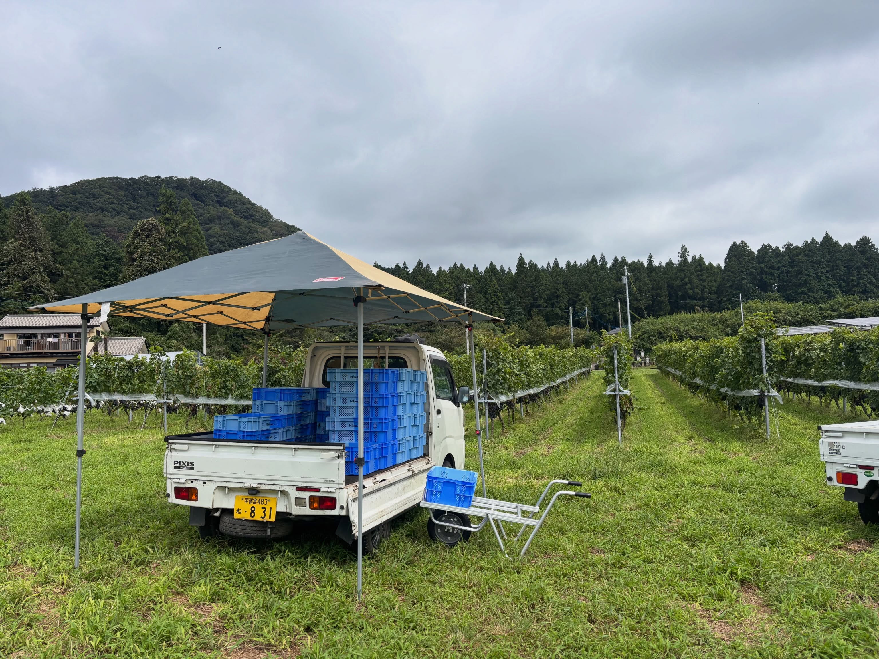 Chardonnay
収穫日和っとは行かないけれど…
2026.9.8