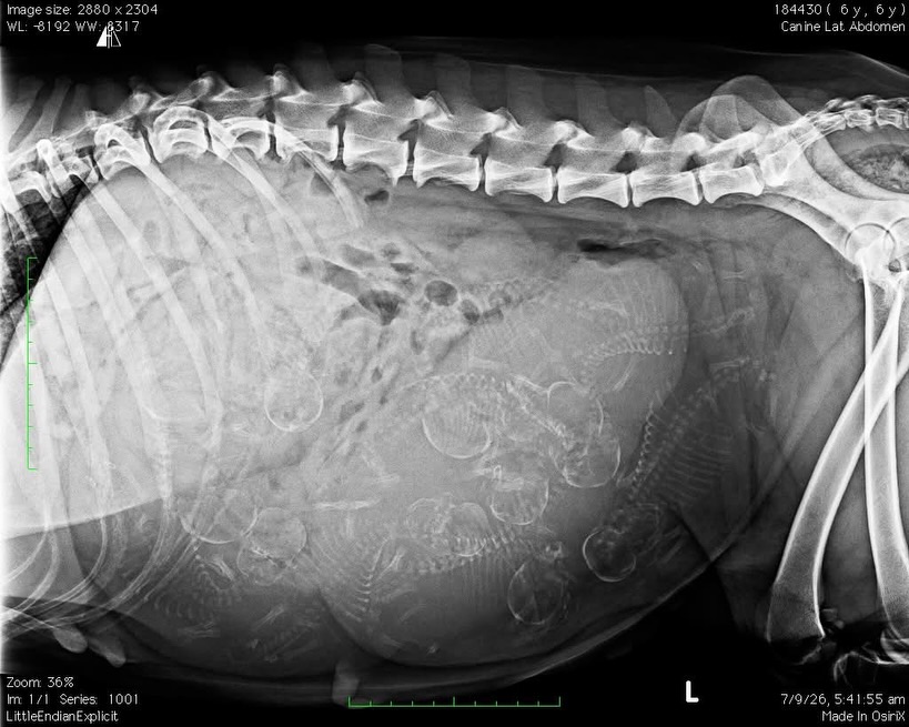 As we get closer and closer to Easyโs due date, itโs looking like the next couple of months are going to be VERY busy around here!
The X-ray is inโฆ now we want to hear from all the puppy-counting experts!
Weโre expecting an all-tri litter, but both parents can produce red, so thereโs plenty to guess!
How many puppies do you think Easy is carrying?
Girls vs Boys
Tails vs NBT
What colours?
Weโll see how good your puppy-counting skills really are when these babies arriveโฆโฆ
Drop your guesses in the comments. Closest wins!