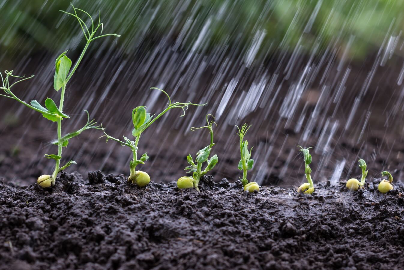 Safe Soil UK top tip ...You should avoid taking soil samples while it is raining or immediately after heavy rain. Why? #Wetsoil can compromise sampling accuracy. For reliable results, let the soil dry before sampling.
Get #soiltest ready for after the rain with #SafeSoilUK!
https://www.safesoil.co.uk/