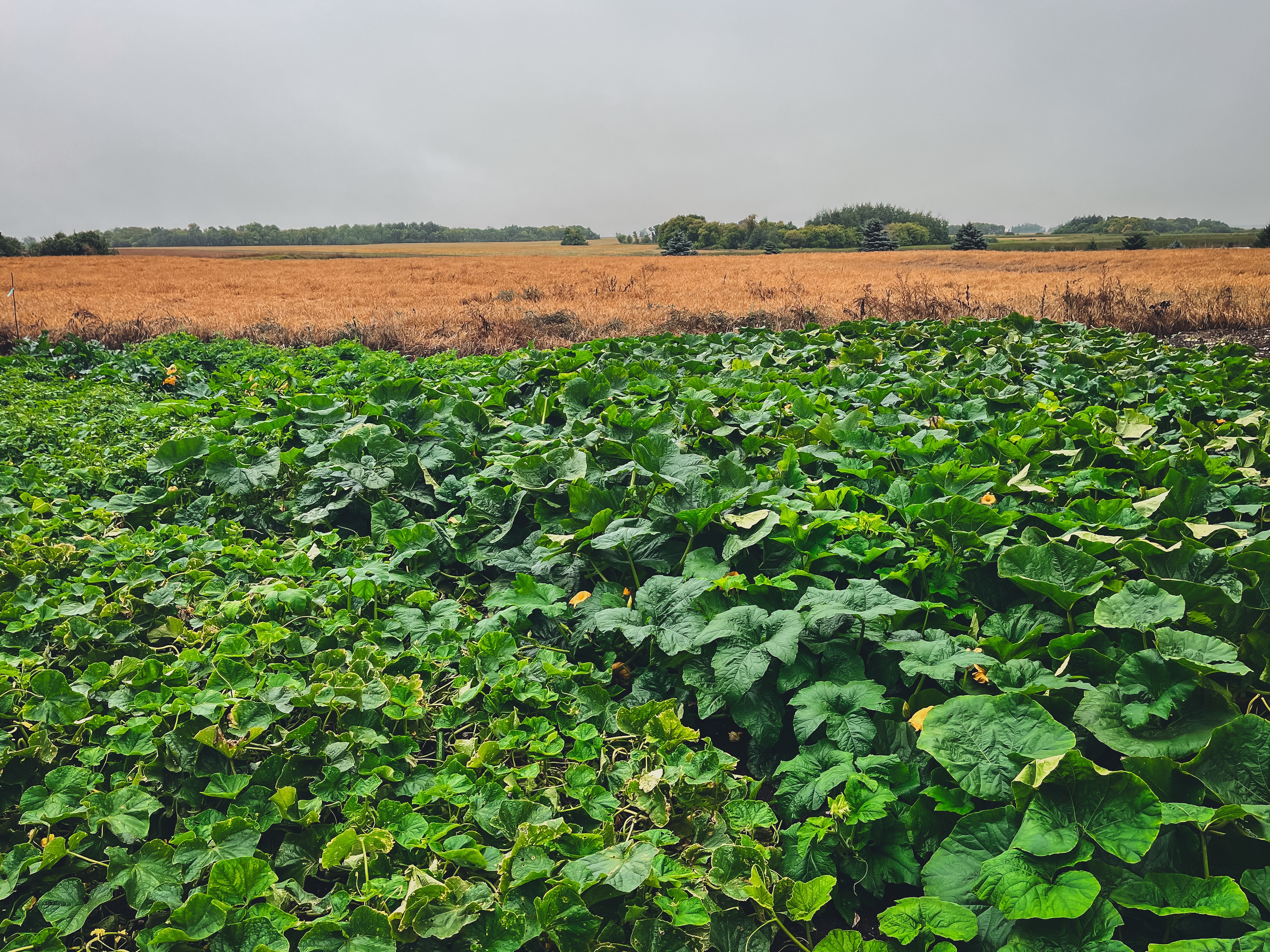 Grey skies, golden crops and lush pumpkin/cucumber/tomato/ zucchini, potato patch. 🎃 🥒 🍅 🥔