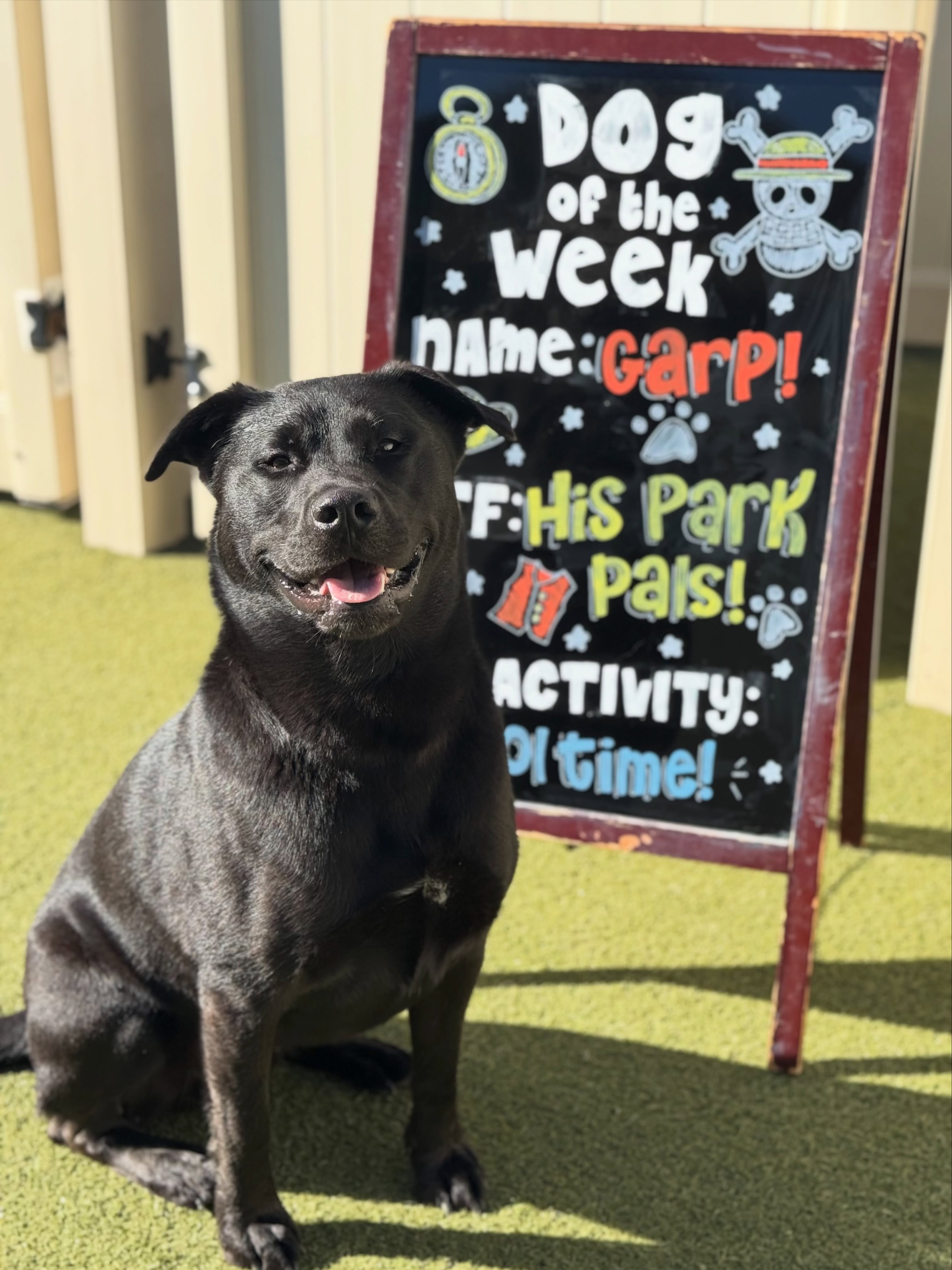 Give it up for our Dog of the Week…
✨ GARP ✨
I mean… just look at that face! 🥹 Garp is as sweet as he is adorable and always has the best time hanging out with his friends at the dog park. Whether he’s busy playing or soaking up all the pets he can get, this little guy is always a joy to have around. We just can’t get enough of him! ❤️