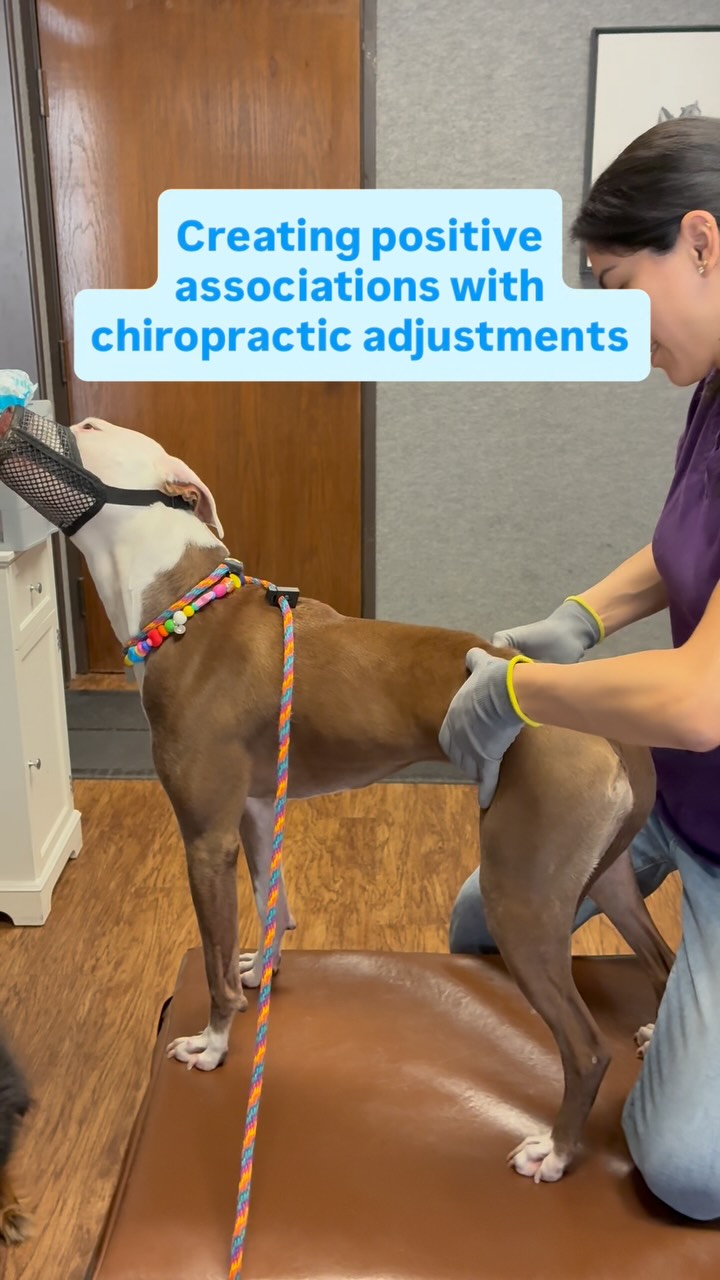 Creating positive associations with chiropractic adjustments 🐾
With animal chiropractic, keeping a patient calm and comfortable is an important part of the process. An adjustment requires the animal to tolerate hands-on contact and certain positions, and that can take time to build confidence.
Penny uses peanut butter to stay focused and relaxed during her adjustments. Because she’s comfortable, we’re able to work more smoothly and spend more time with each adjustment rather than rushing through the process.
Positive reinforcement can be a helpful tool for creating a positive association with chiropractic care and making future visits easier for your pet.
#animalchiropractic #caninerehab #pitbull #chiropractic #dogchiropractor