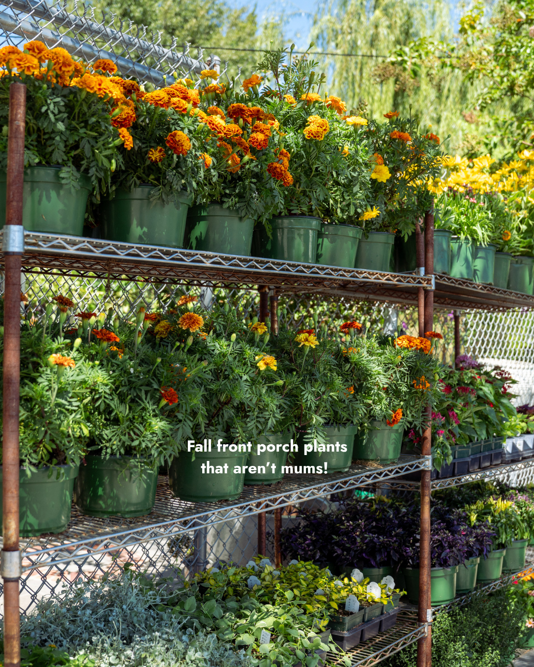 Are you holding onto the last few days of summer or diving head first into fall this September? Either way, we're pretty sure your pots are looking sad and need a full refresh by this time of year! 🌻 🍁
New plants are rolling in every week for you to update your planters with fall foliage and flowers that can handle this southern September heat. Our fall favorites (that aren't mums!) are here and ready for your front porch!