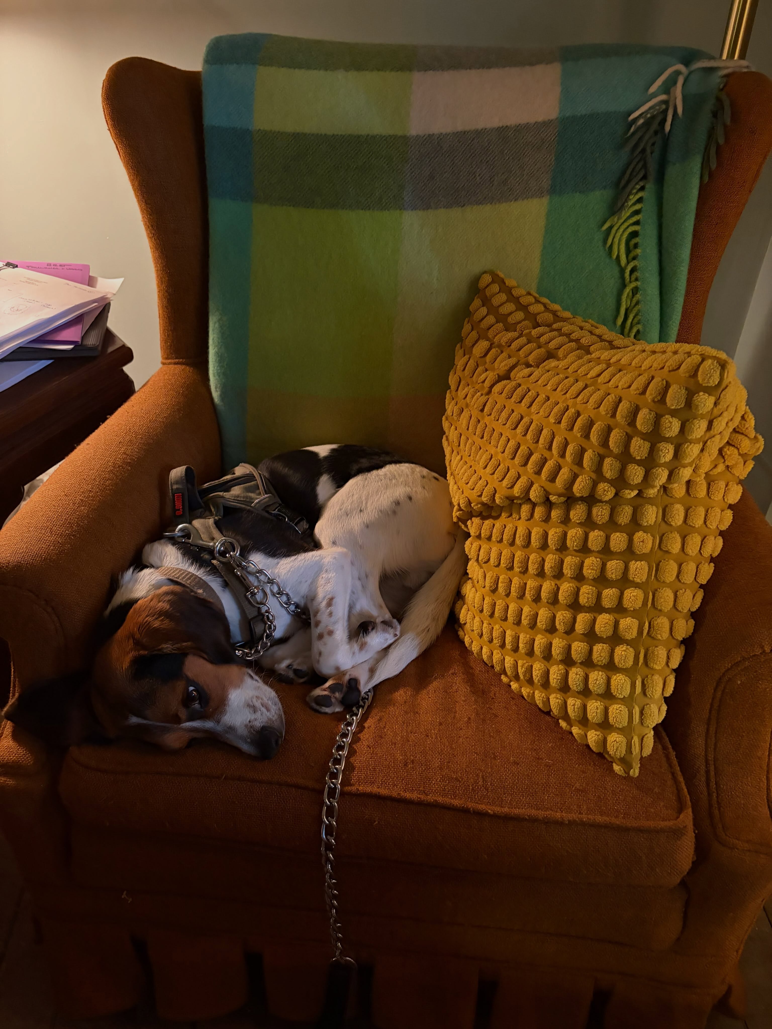 Being back at school is exhausting.
#pittsburgh #dogsofinstagram #dogsofcobhs #backtoschool #youbelongatcobhs