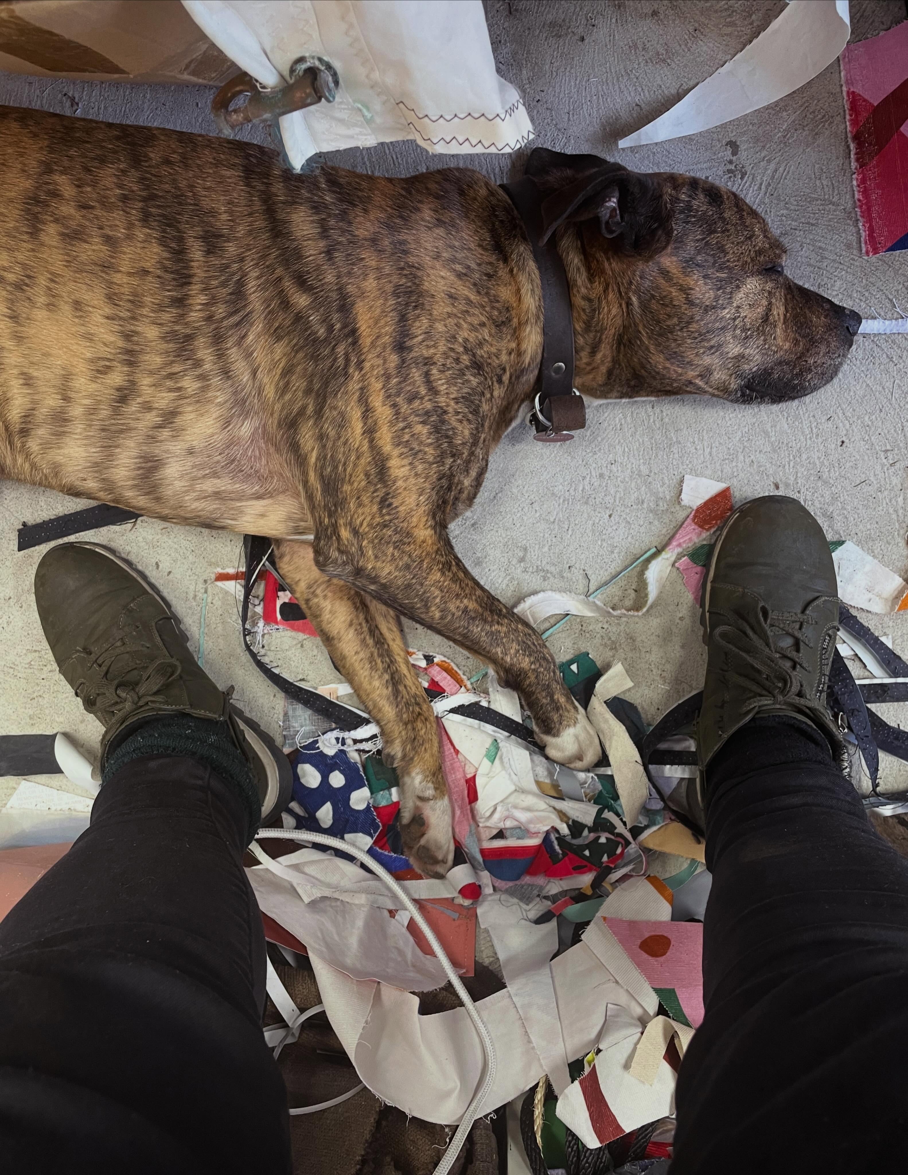 Running a small business is all about negotiating obstacles … but, I mean, seriously!!
#workshopdog#tasmaniandesigner#tasdesigned#repurposedfabric#sailingadventure