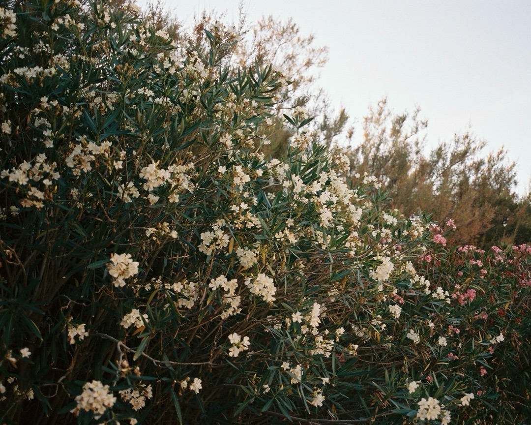 Matrimonio sulla spiaggia - 35mm
@chiccacasadio